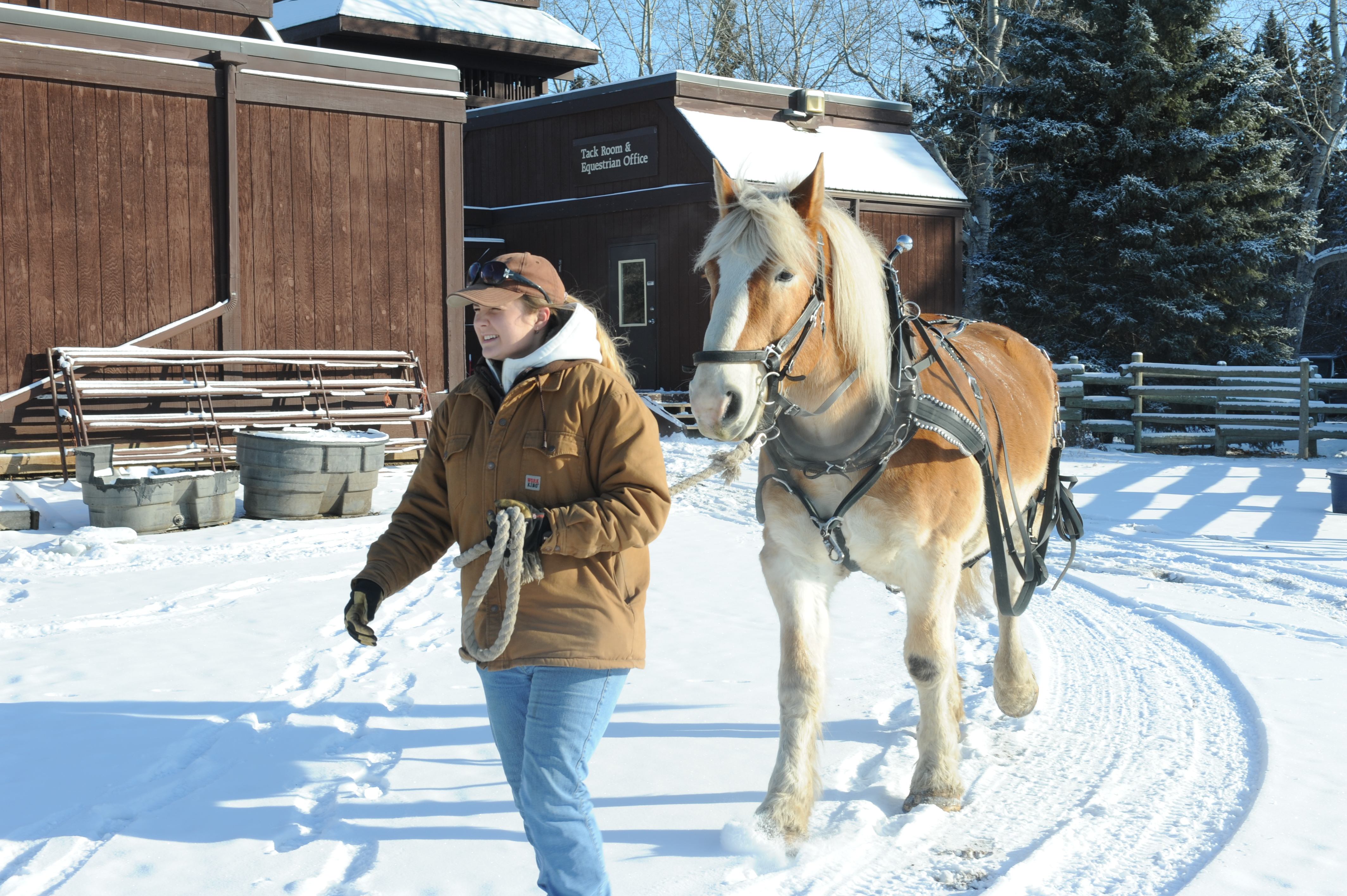 GETTING READY- WAGON RIDES- Kirstin Cole gets one of two horses ready to hook up to a carriage for a birthday party at Heritage Ranch this past weekend.