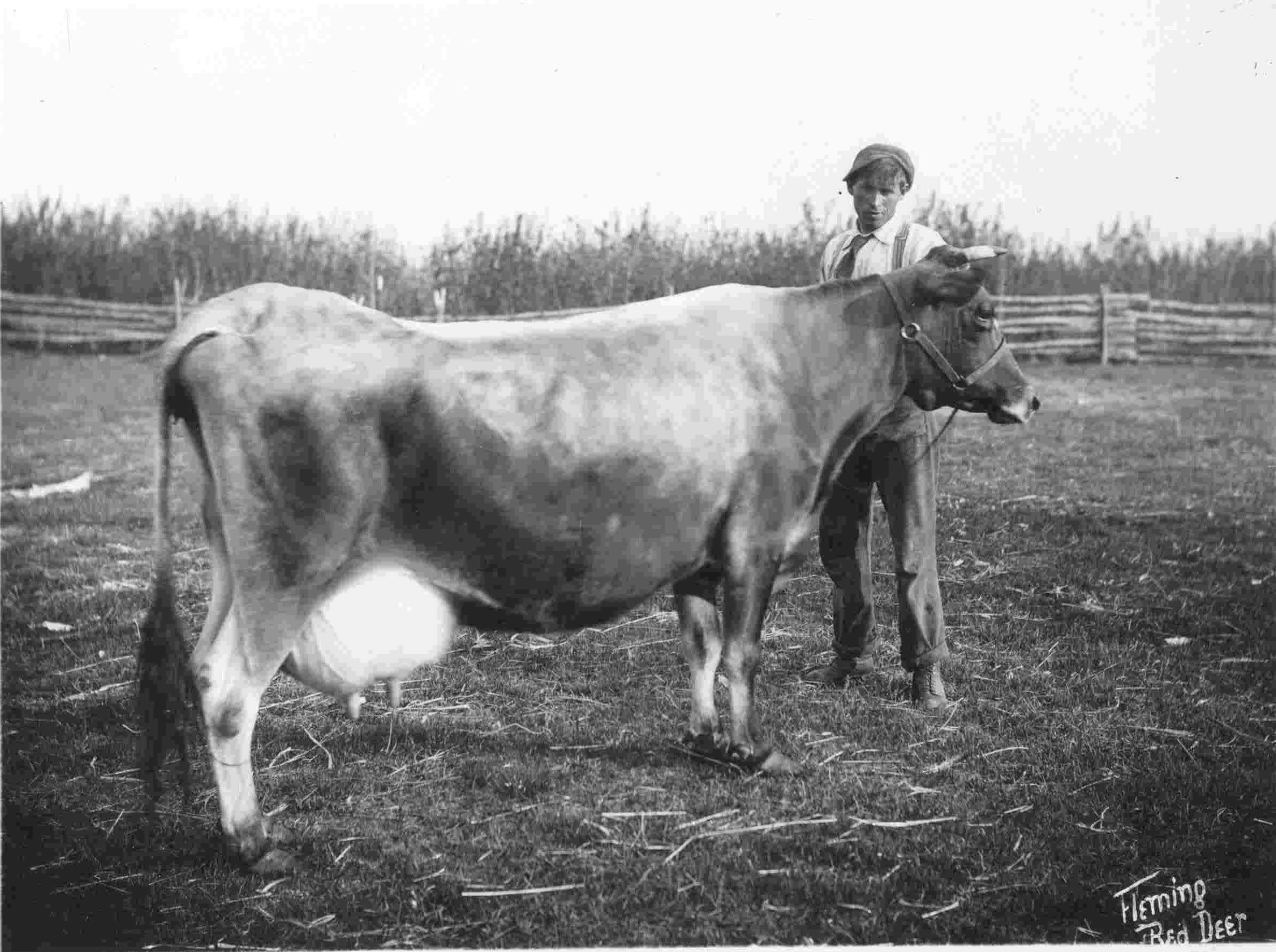 PRIZED COW - Rosalind of Old Basing with her herdsman