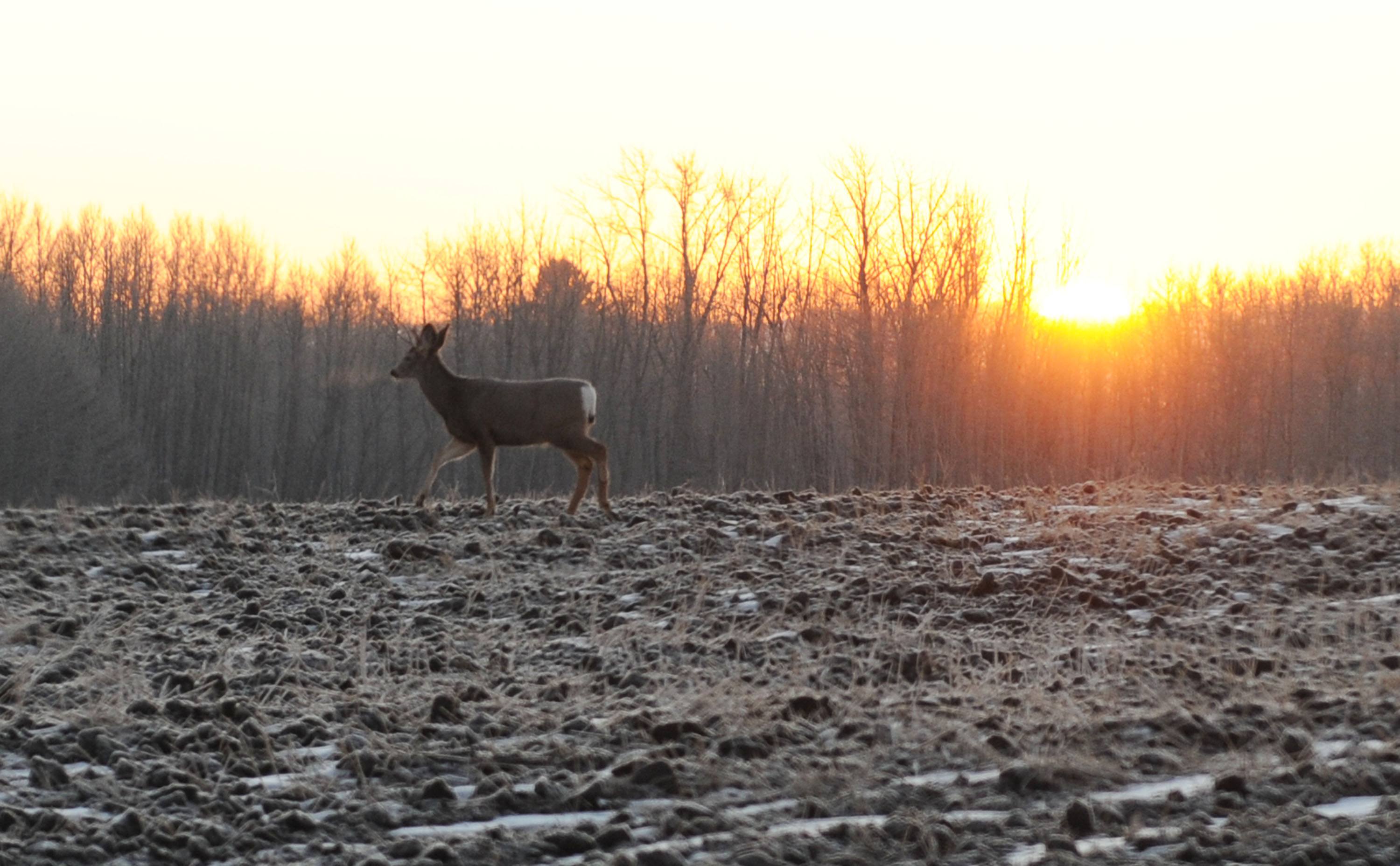SUN RISE- A deer walks across a county field recently looking for food in the morning light.