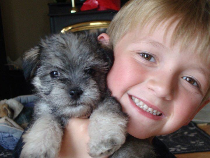 BROKEN HEART – Pictured here is Maddox Berezay and his dog Phineus on Phineus’ first day home four years ago. Phineus died after eating raw chicken laced with poison in the backyard of their Kentwood home.