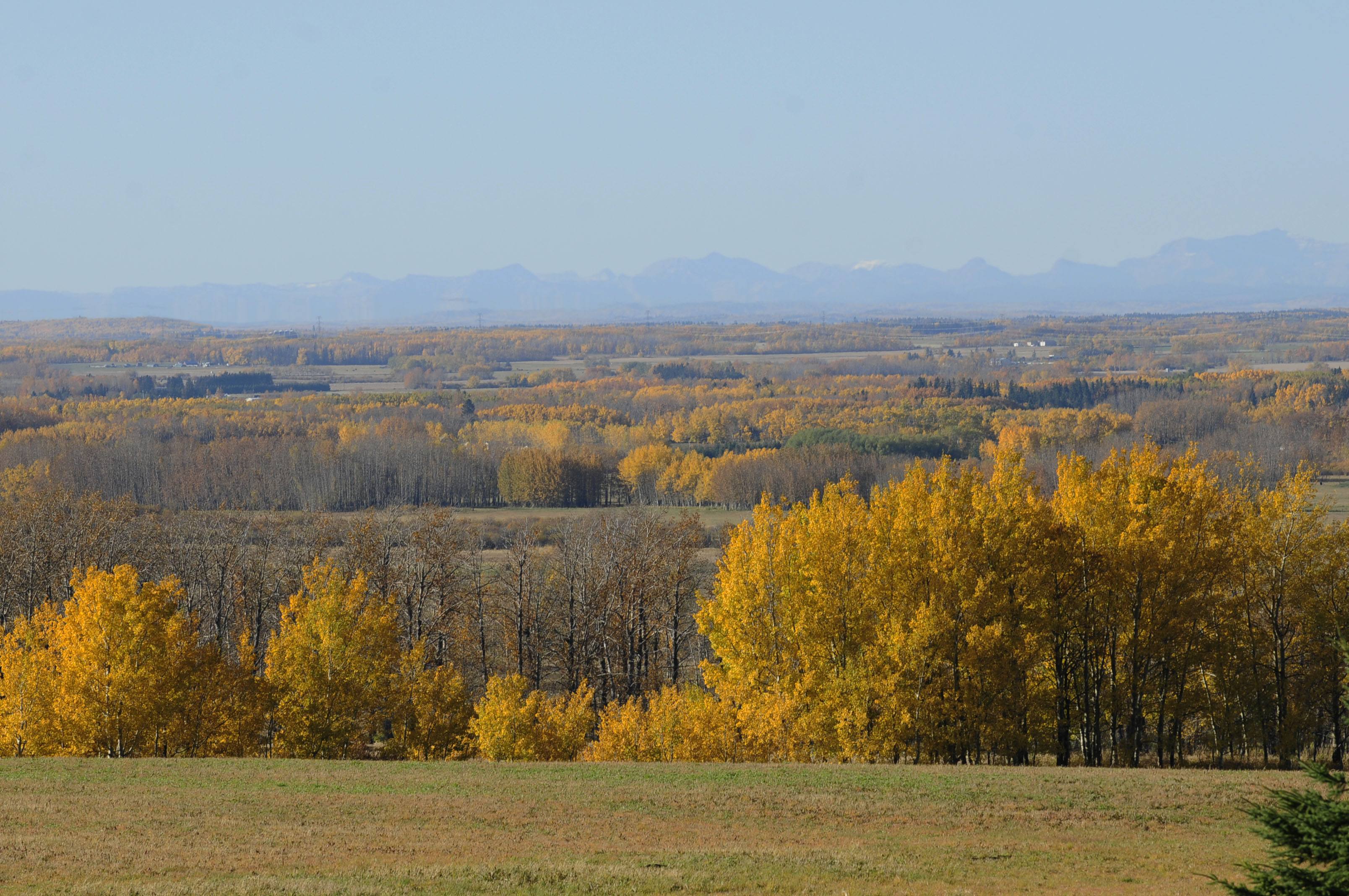 YELLOW- A fall view in the Red Deer County area overlooking the mountains features a sea of gold.