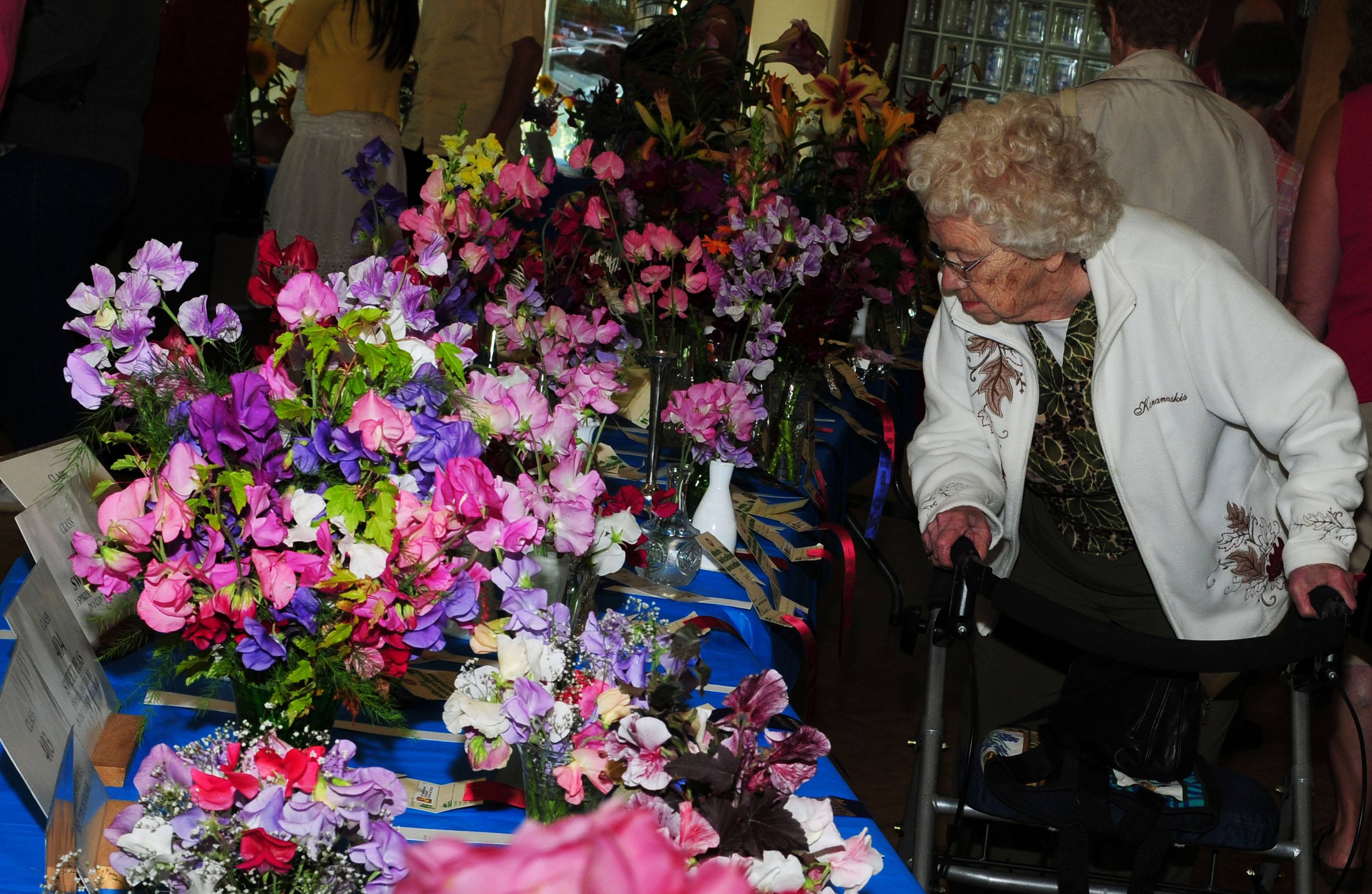 CELEBRATE GARDENING- Bertha Rands looks over the many Sweet Peas during the Red Deer and District Garden Club’s Annual Garden Show at the Golden Circle recently.