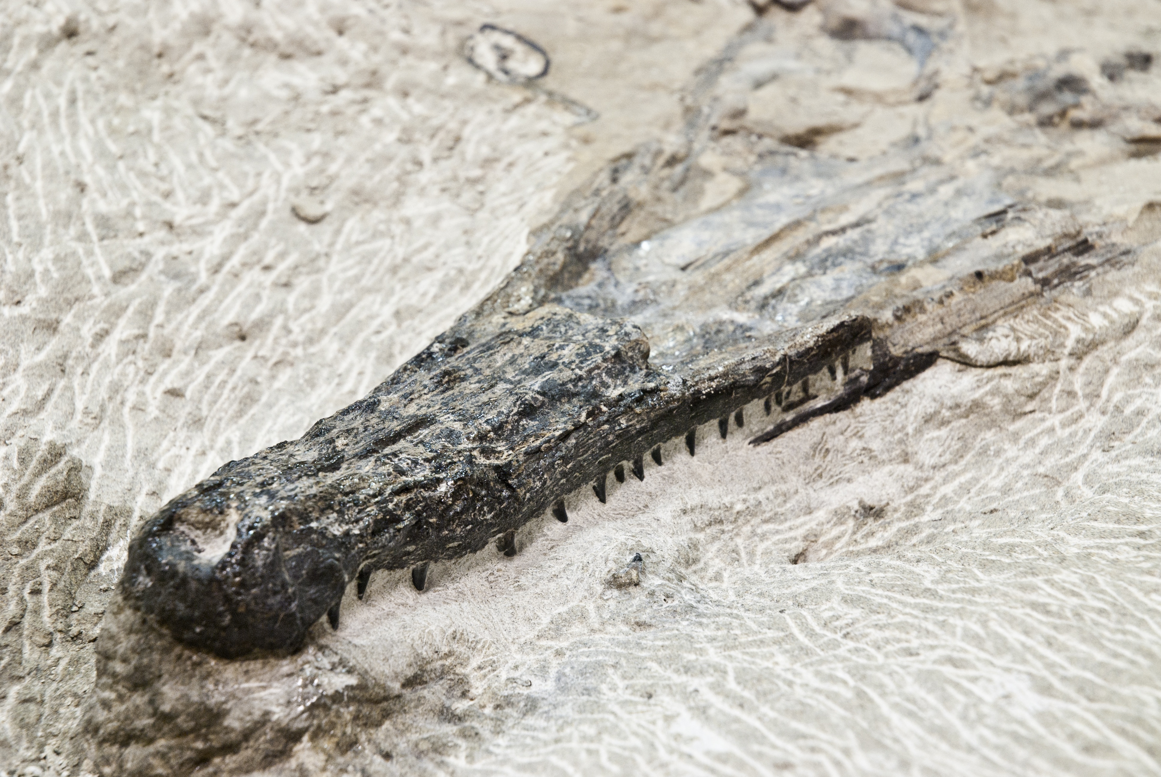 RARE FIND – This fossil of a Champsosaur was recently found by an Olds College employee during a landscaping project on campus.