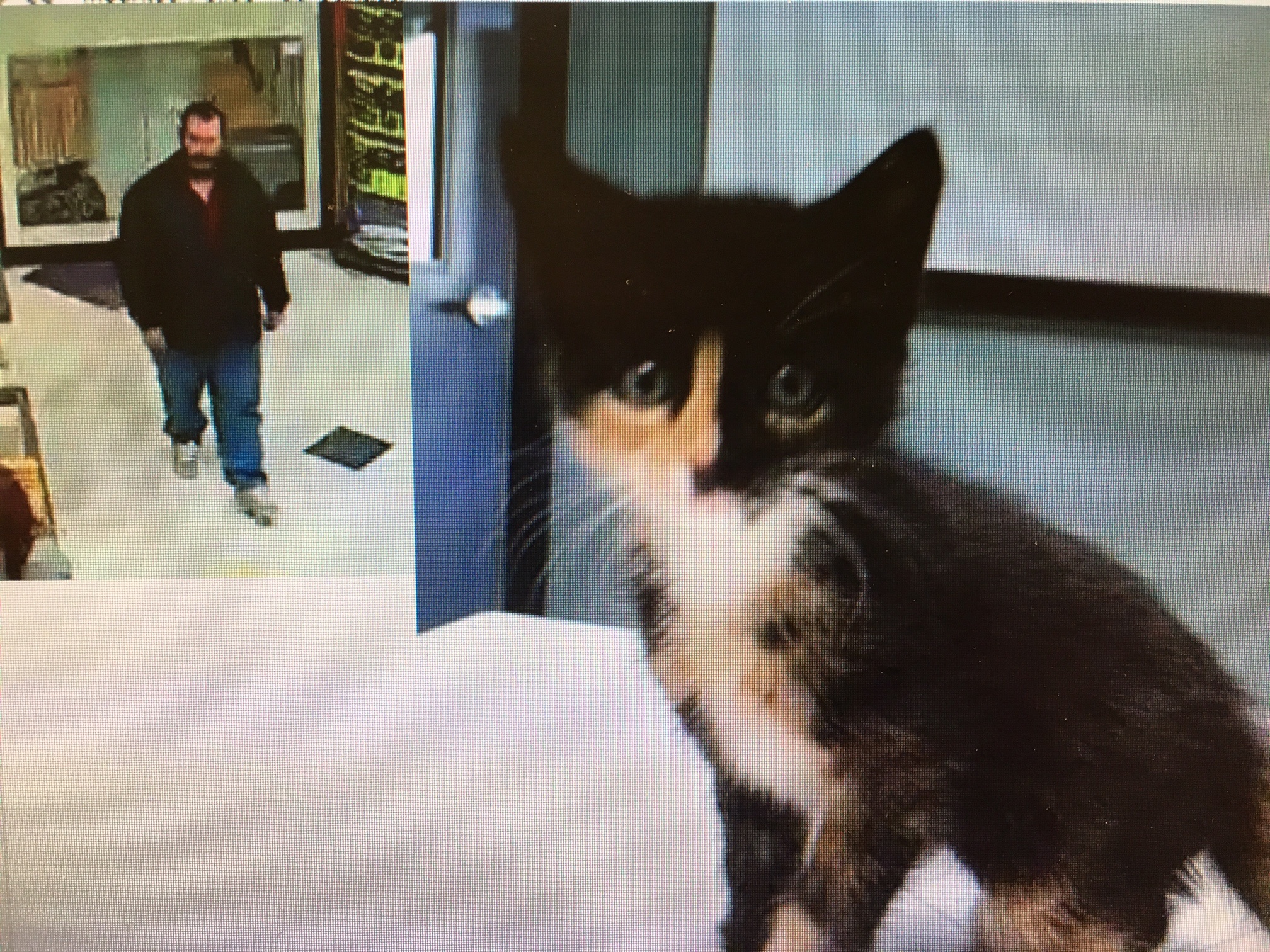 SUSPECT WANTED - Police are searching for a suspect who allegedly stole a kitten with health issues from Petland.