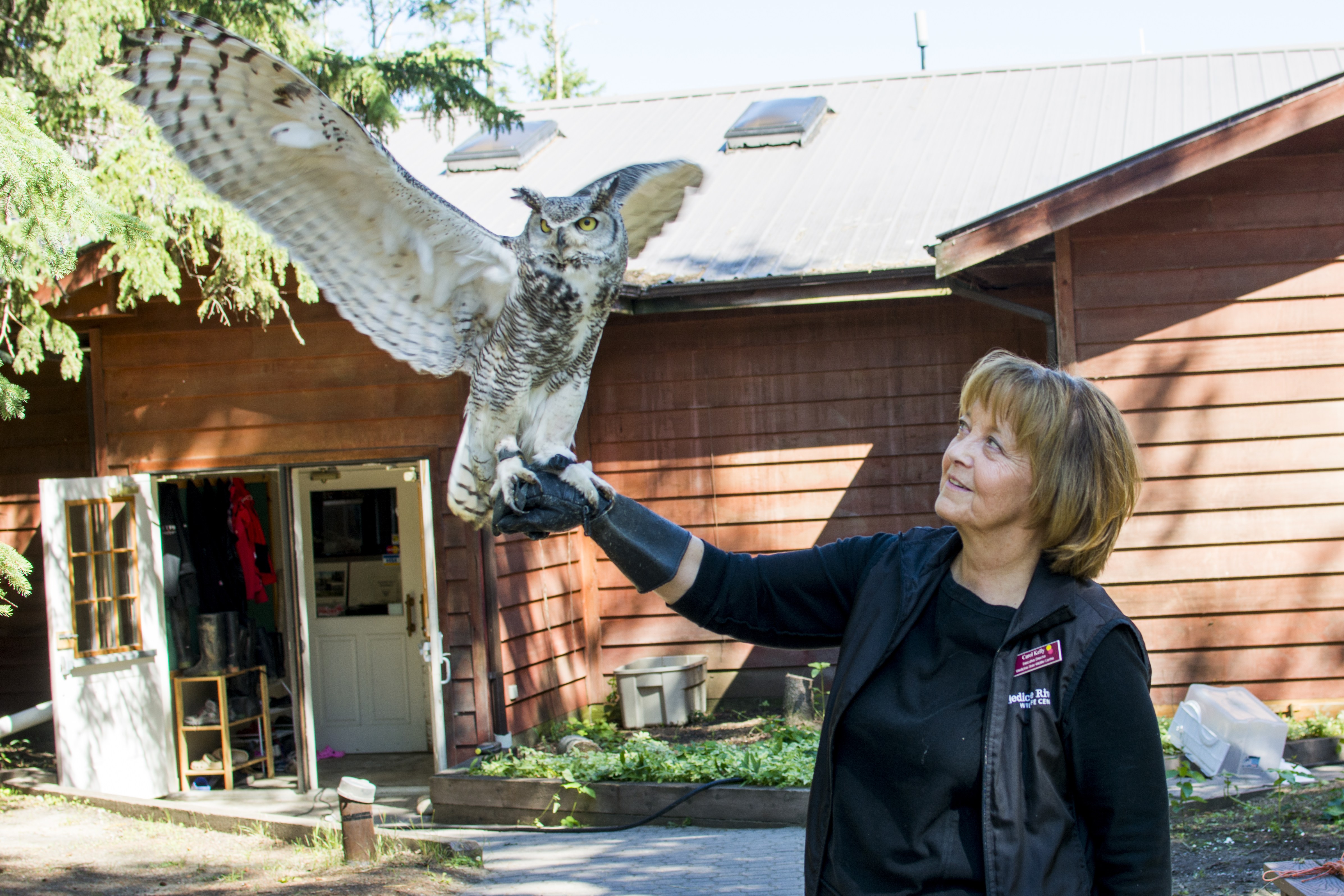 IN NEED OF HELP – Executive Director of the Medicine River Wildlife Centre Carol Kelly and the Centre’s mascot and previously rescued celebrity