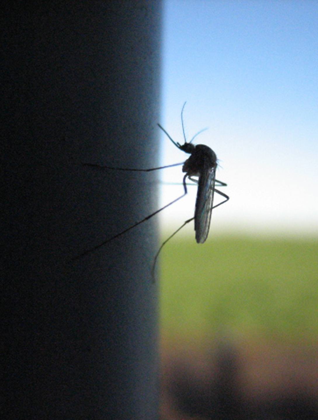 BE AWARE- This year Albertans are urged to be more aware of mosquitoes and to protect themselves from getting the West Nile virus.