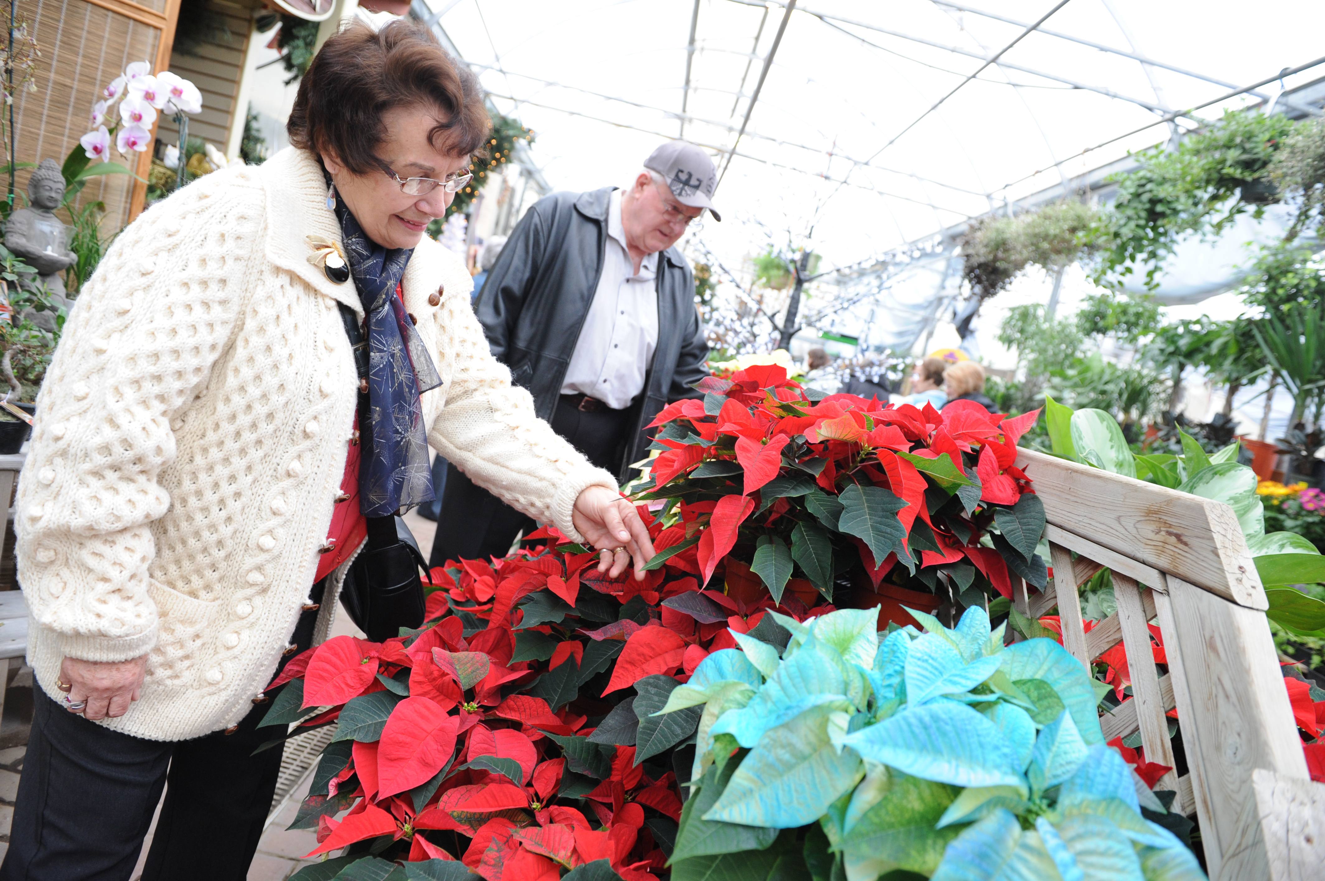 SPECTACULAR COLOUR- Donna and Philip Bergquist check out some poinsettias at Parkland Nurseries as stores stock up for the Christmas season.