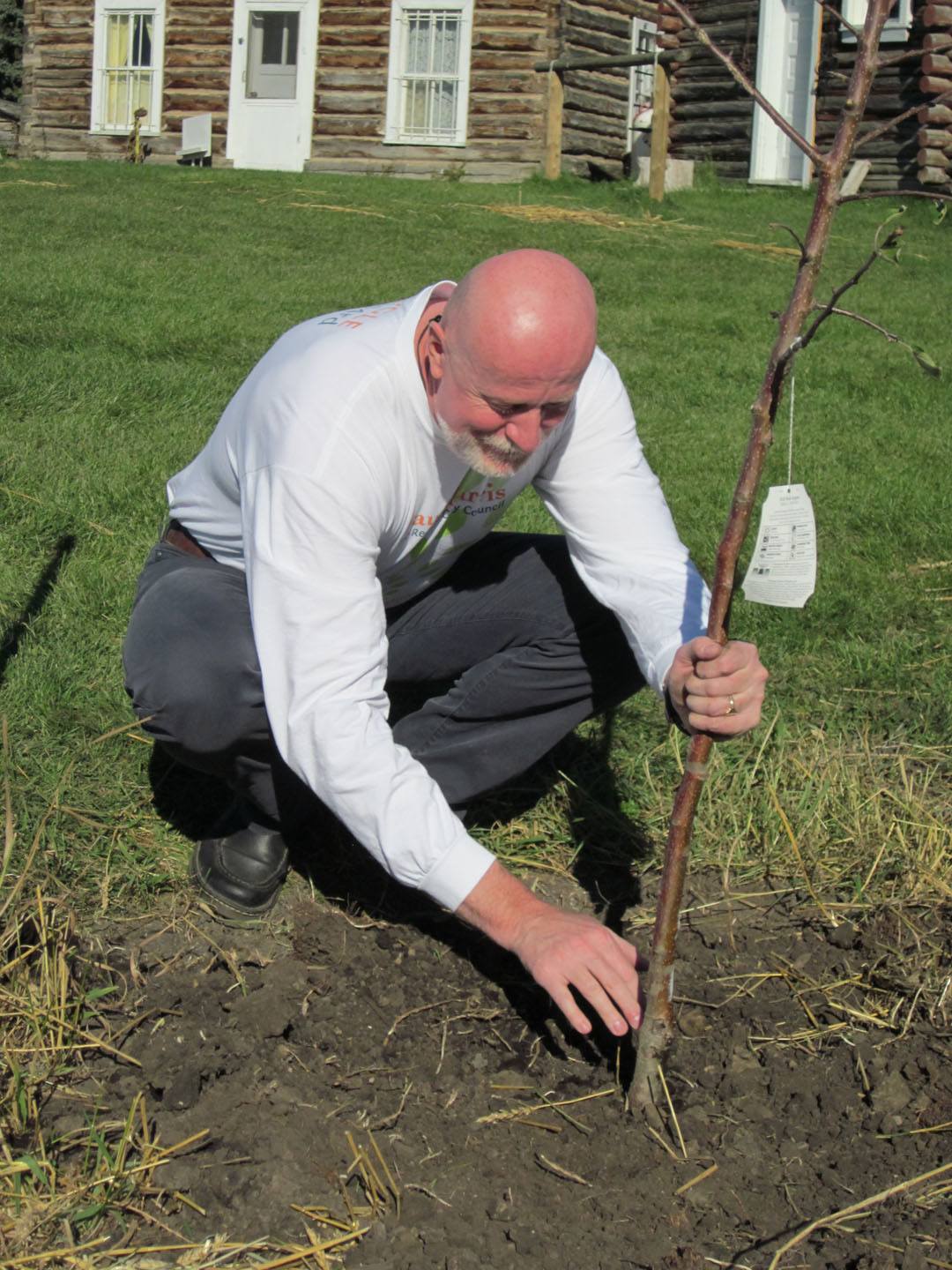 GREEN THUMB- City council candidate Paul Harris plants an apple tree at Sunnybrook Farm recently.