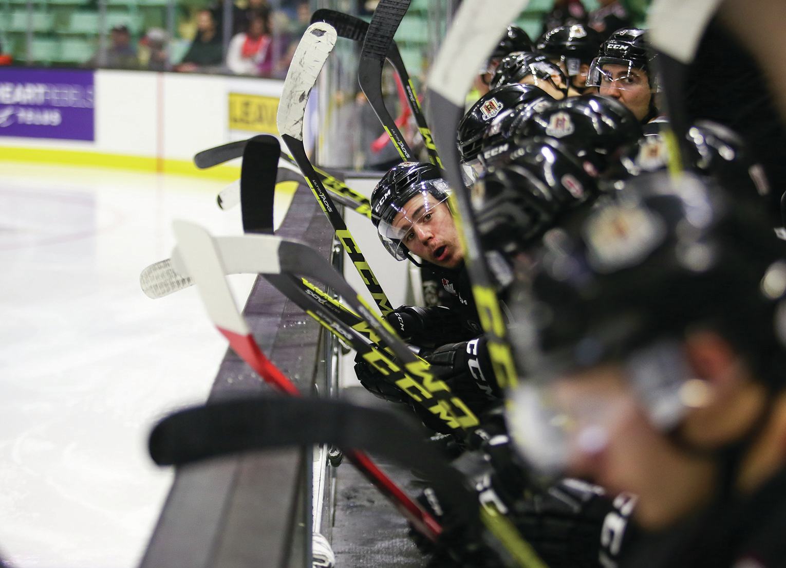 LOOKING AHEAD - Ivan Nikolishin of the Red Deer Rebels looks down the bench at his team during a regular season game against the Regina Pats at the Centrium last month. The Rebels are getting ready for their post-Christmas playoff push.