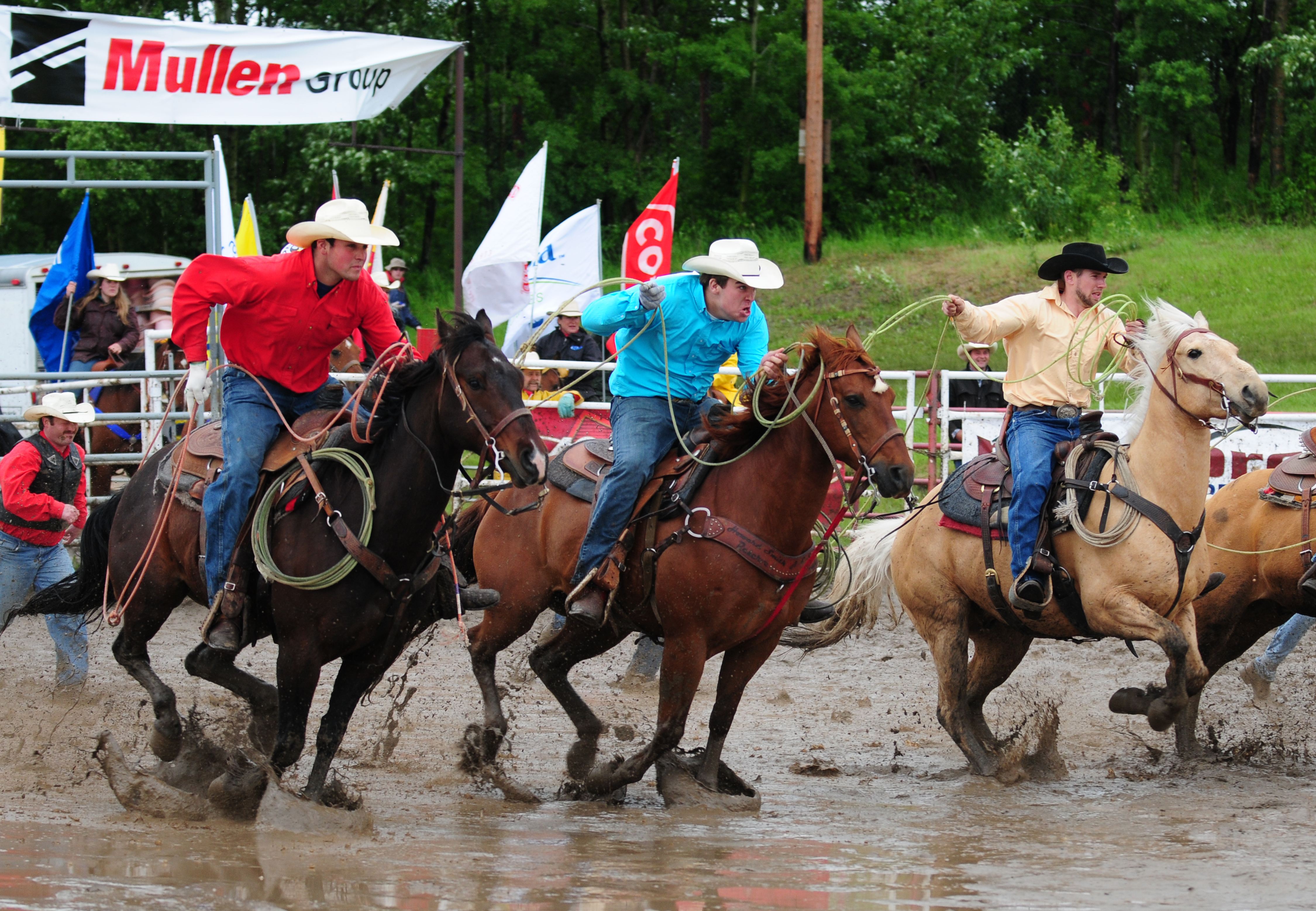 FULL FORCE -  Riders storm out of the gates during the wild cow milking competition at the 51st Annual Innisfail Professional Rodeo this past weekend which was held at the Daines Ranch.