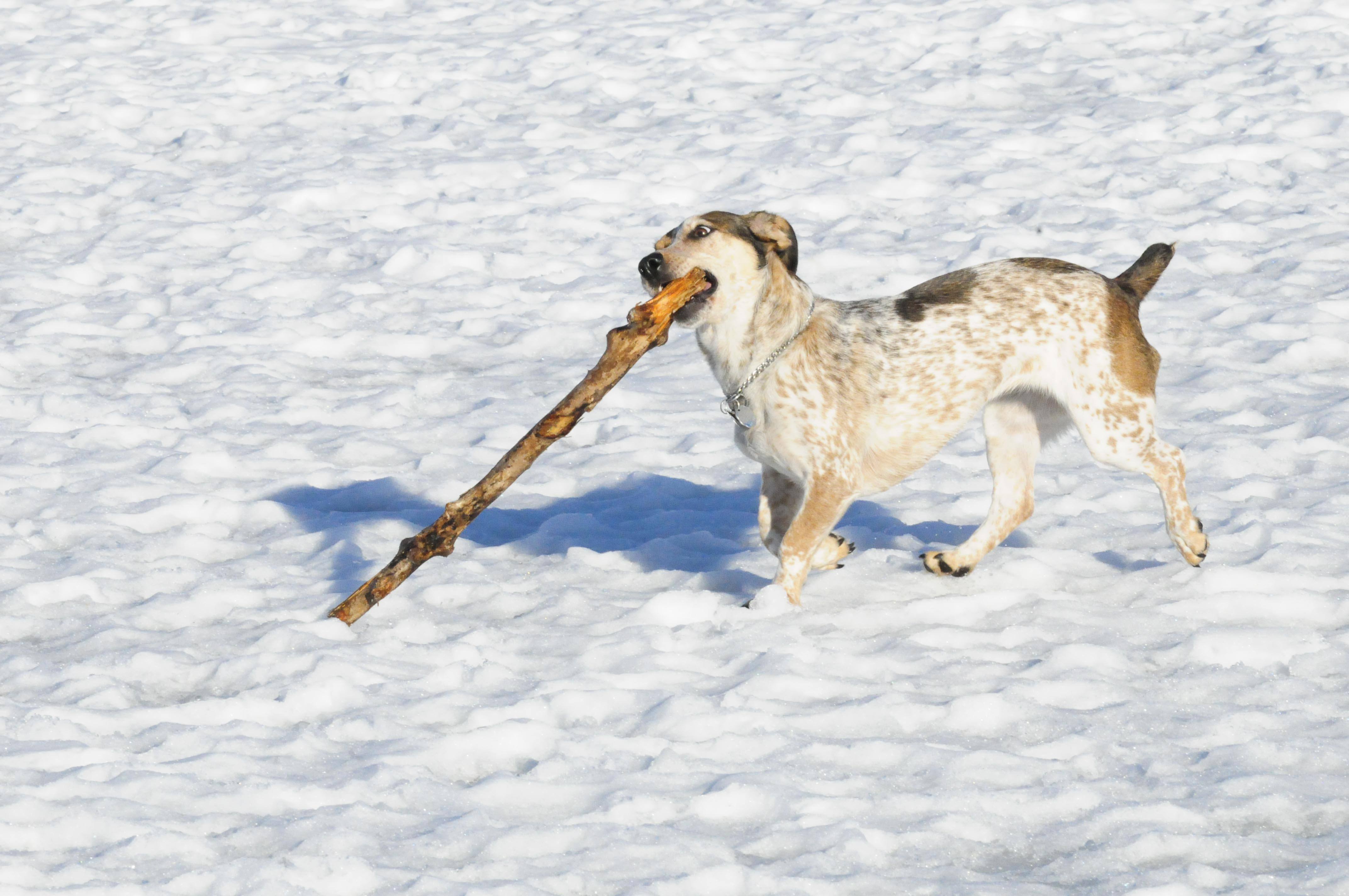 TOO BIG- A little dog tries to hold onto a stick as it falls out of its mouth recently at Three Mile Bend Dog Park.