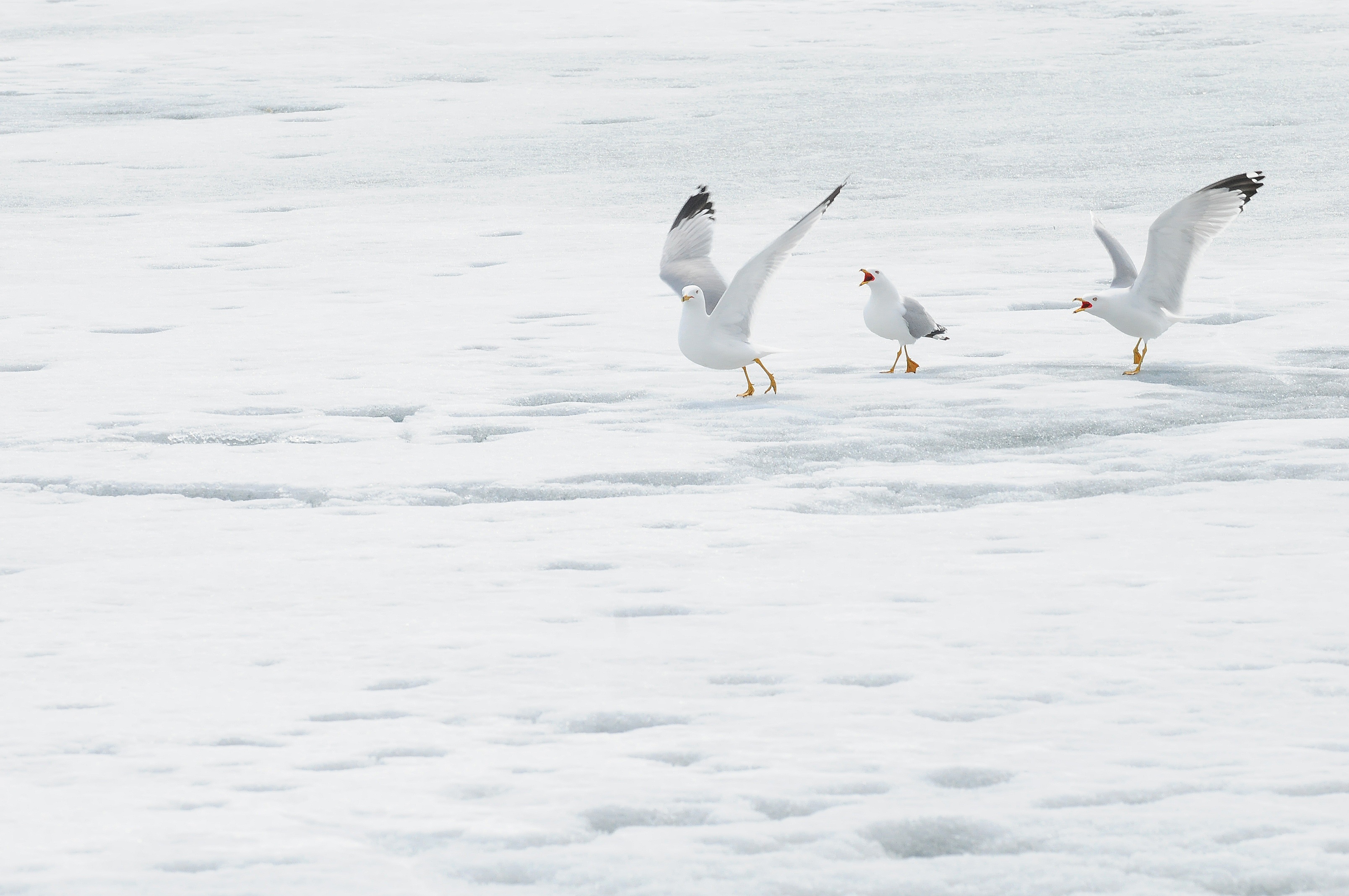 CAREFULLY- Three seagulls made their way across a frozen pond recently walking slowly as if not to crack the ice.