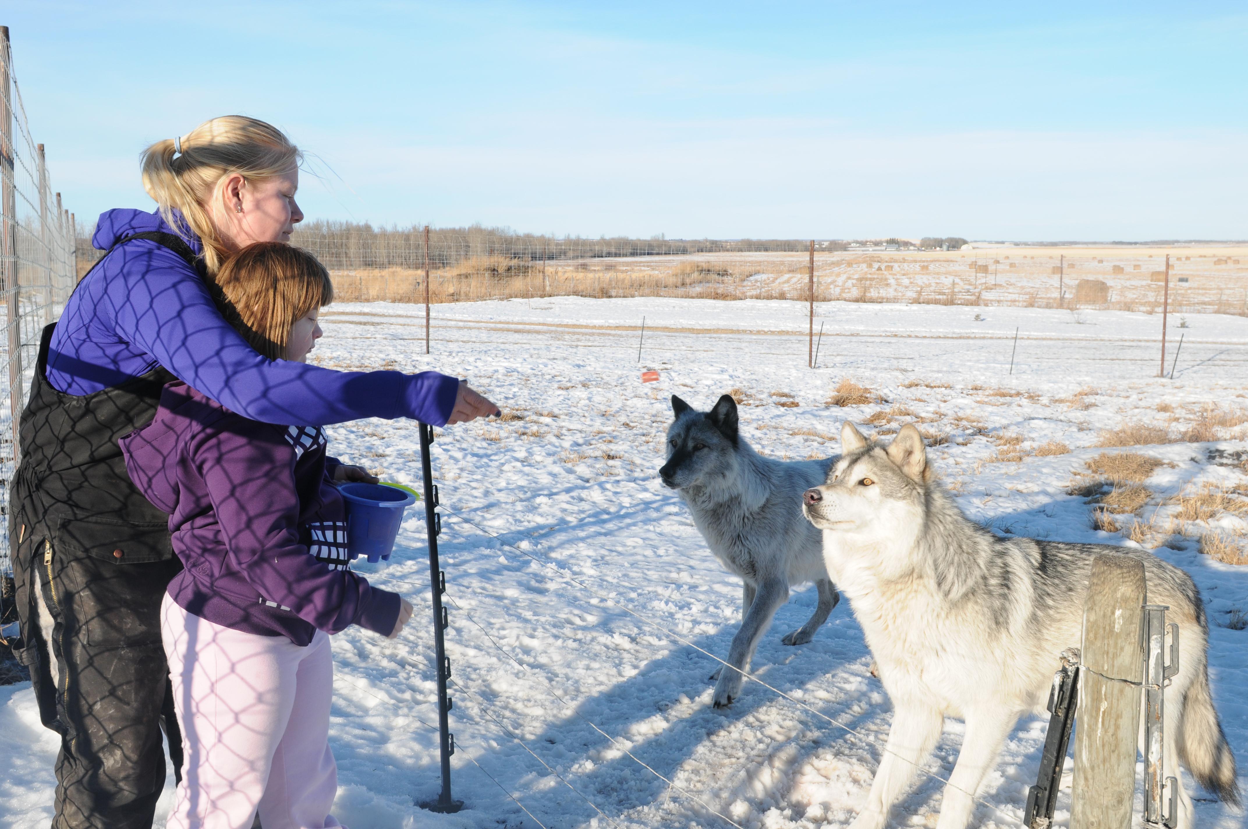 SNACK TIME- Serena Bos and her daughter Quissianna Bell feed the wolves a snack at the Discovery Wildlife zoo in Innisfail recently.