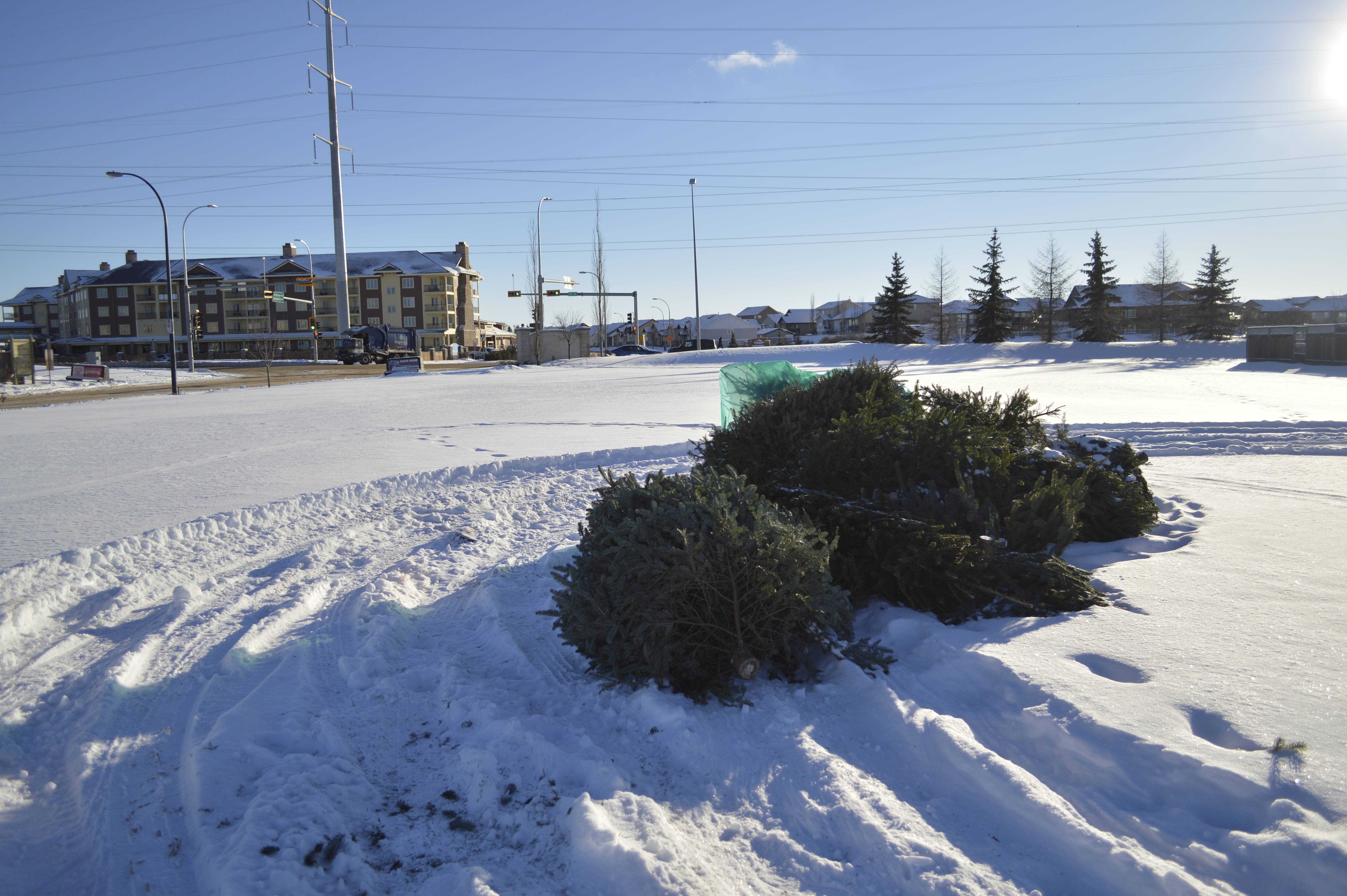 SEASON’S END - Christmas trees lay at the disposal site in Aspen Ridge