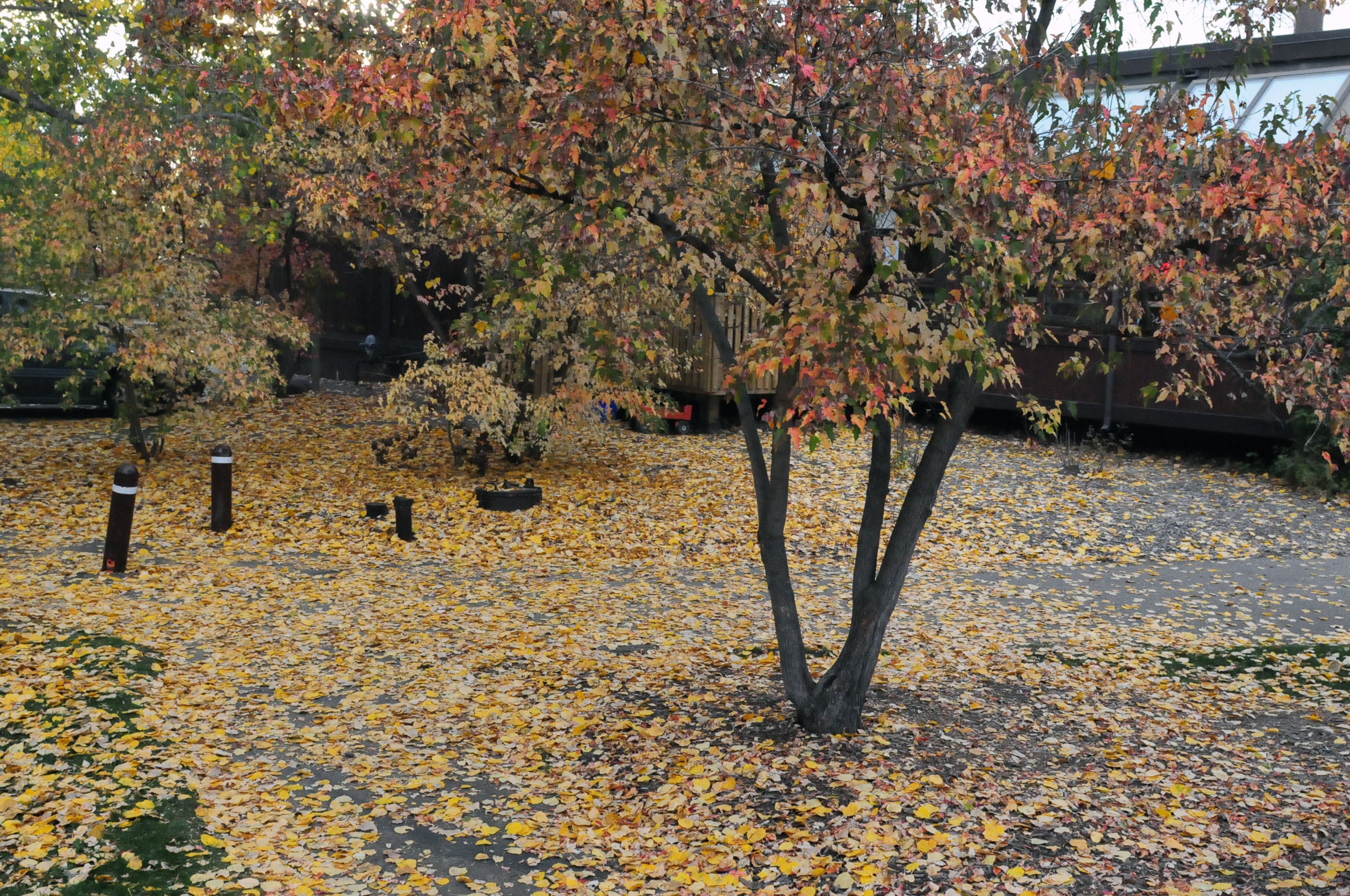 VIBRANT- Leaves begin to fall covering the ground in a sea of yellow at Heritage Ranch a good sign winter is on the way.