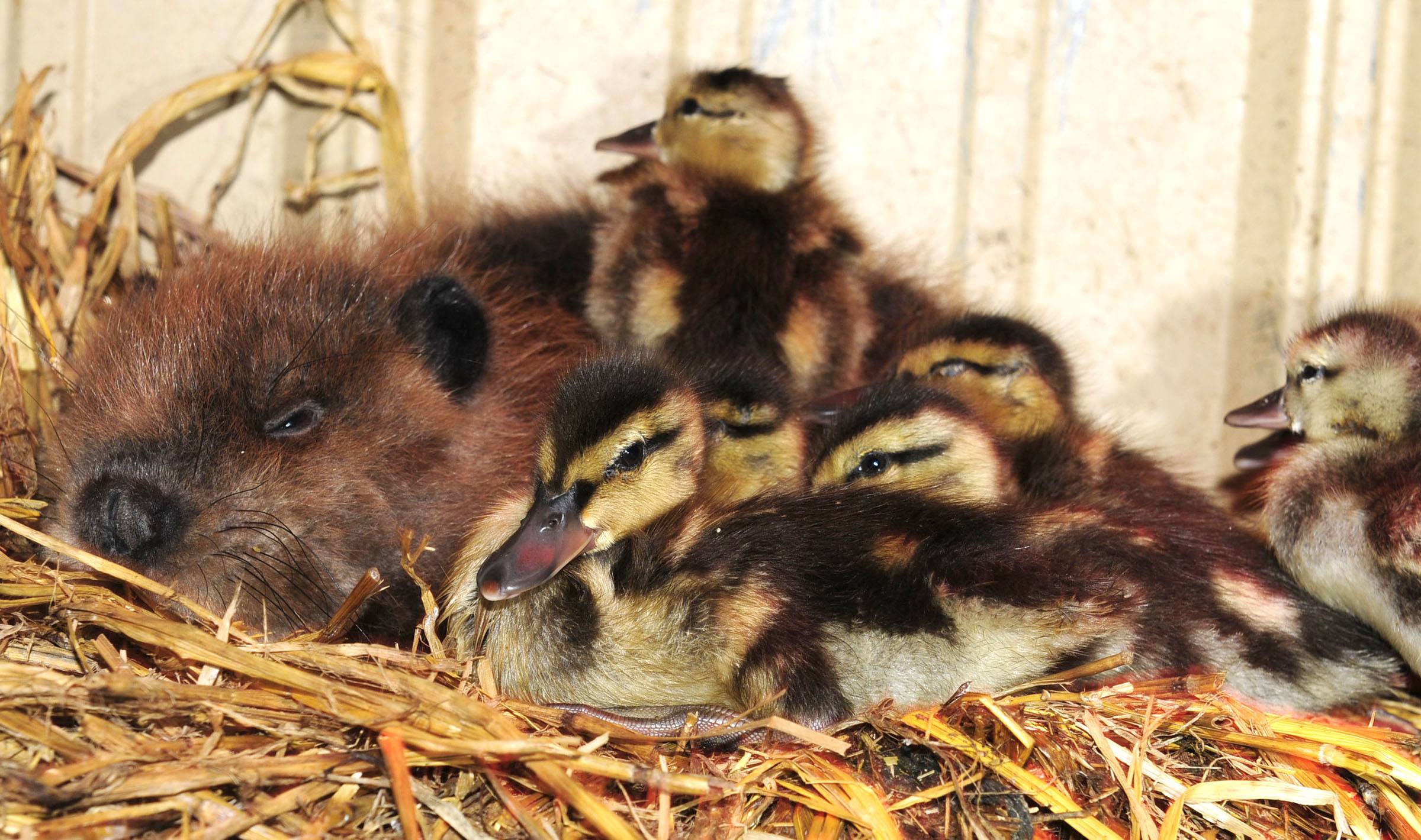 A beaver that was shot at Three Mile Bend Recreation Area in Red Deer is not the only case of inhumane pest control. A baby beaver is now orphaned but recovering at the Medicine River Wildlife Centre after his lodge was shot at.