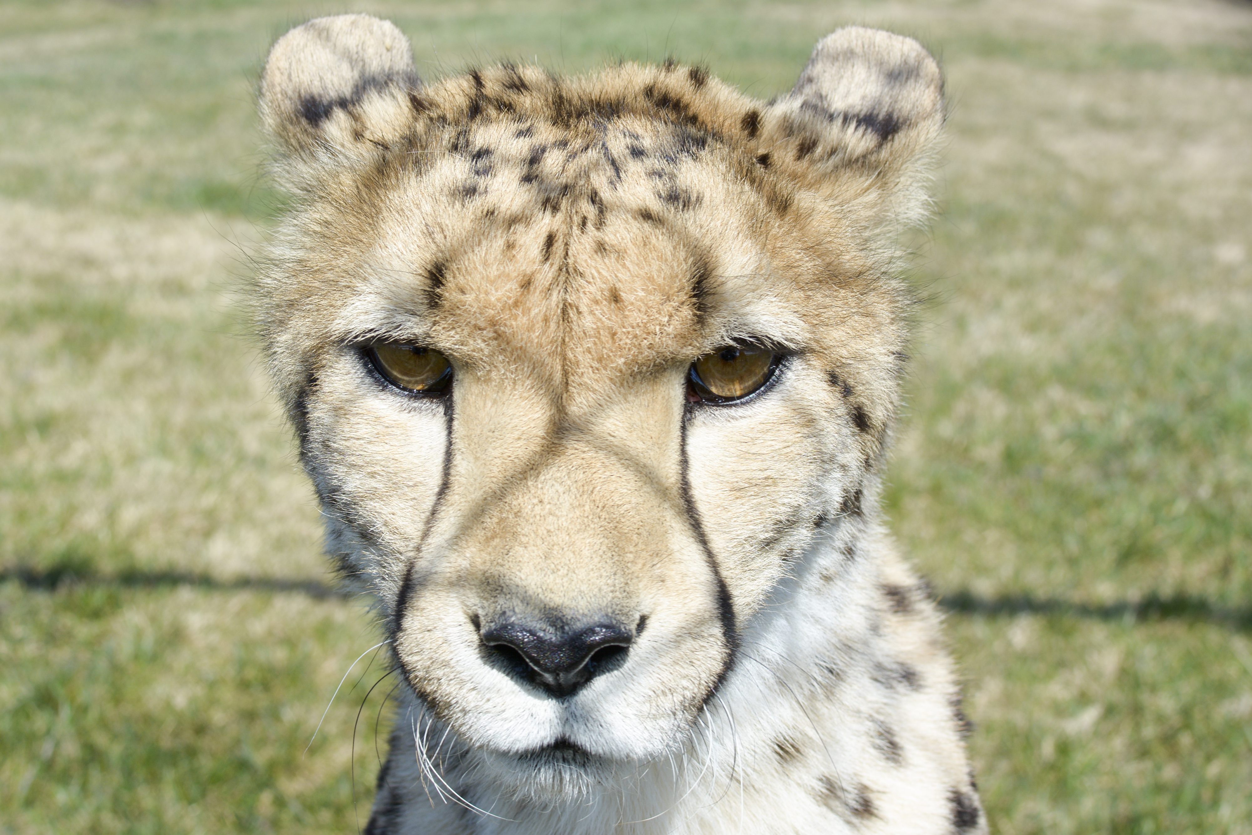 FAST CATS – Annie is one of two cheetahs who are visiting Discovery Wildlife Park in Innisfail until the end of summer as part of a conservation and education program by Run Cheetah Run. The organization aims to educate the public on the threat of extinction currently facing cheetahs in Africa.