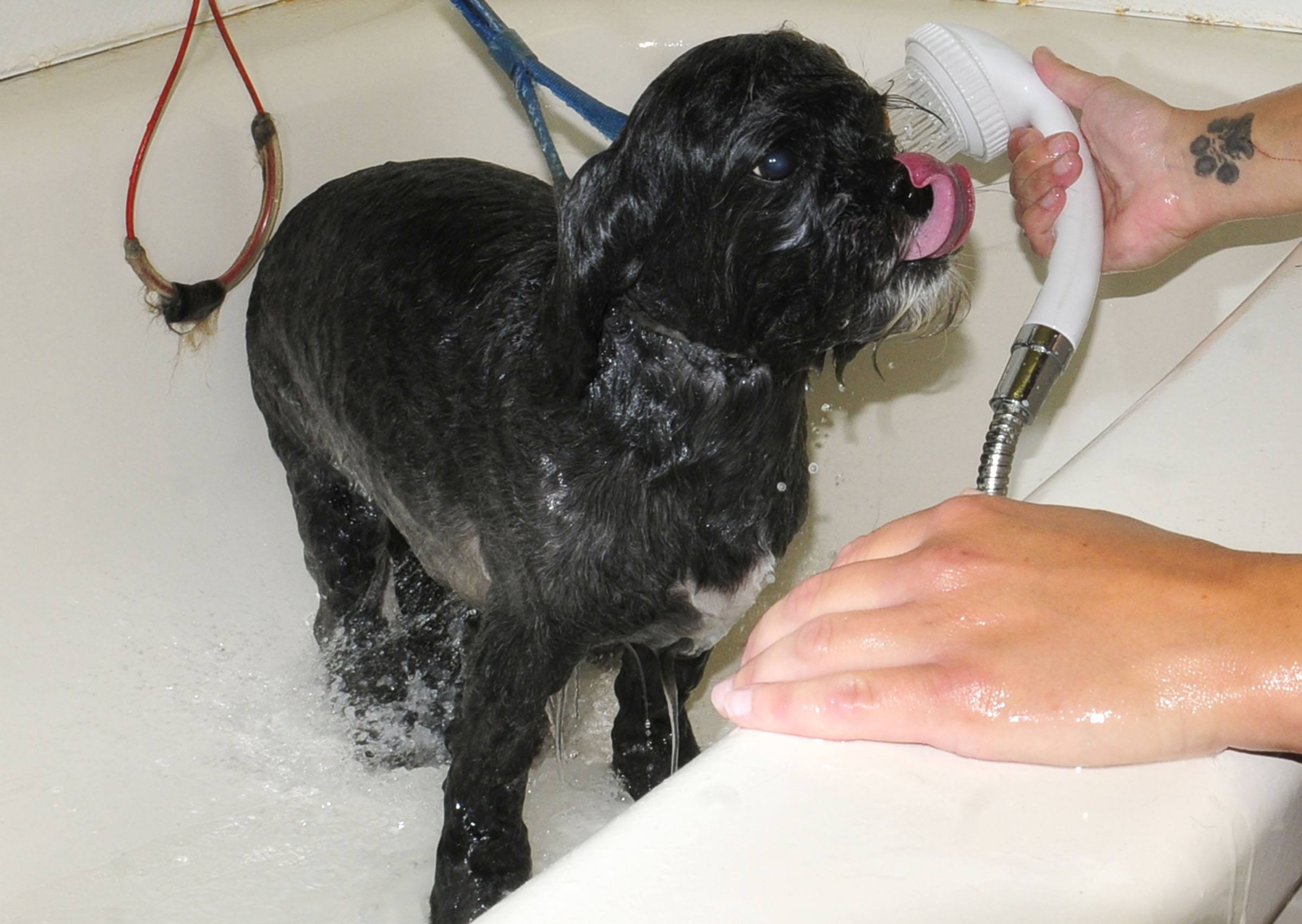 Precious Eastcott gets a bath at 4 Paws Dog Daycare and Grooming. The centre will have groomers in this year's 11th Annual Spring Dog Wash.
