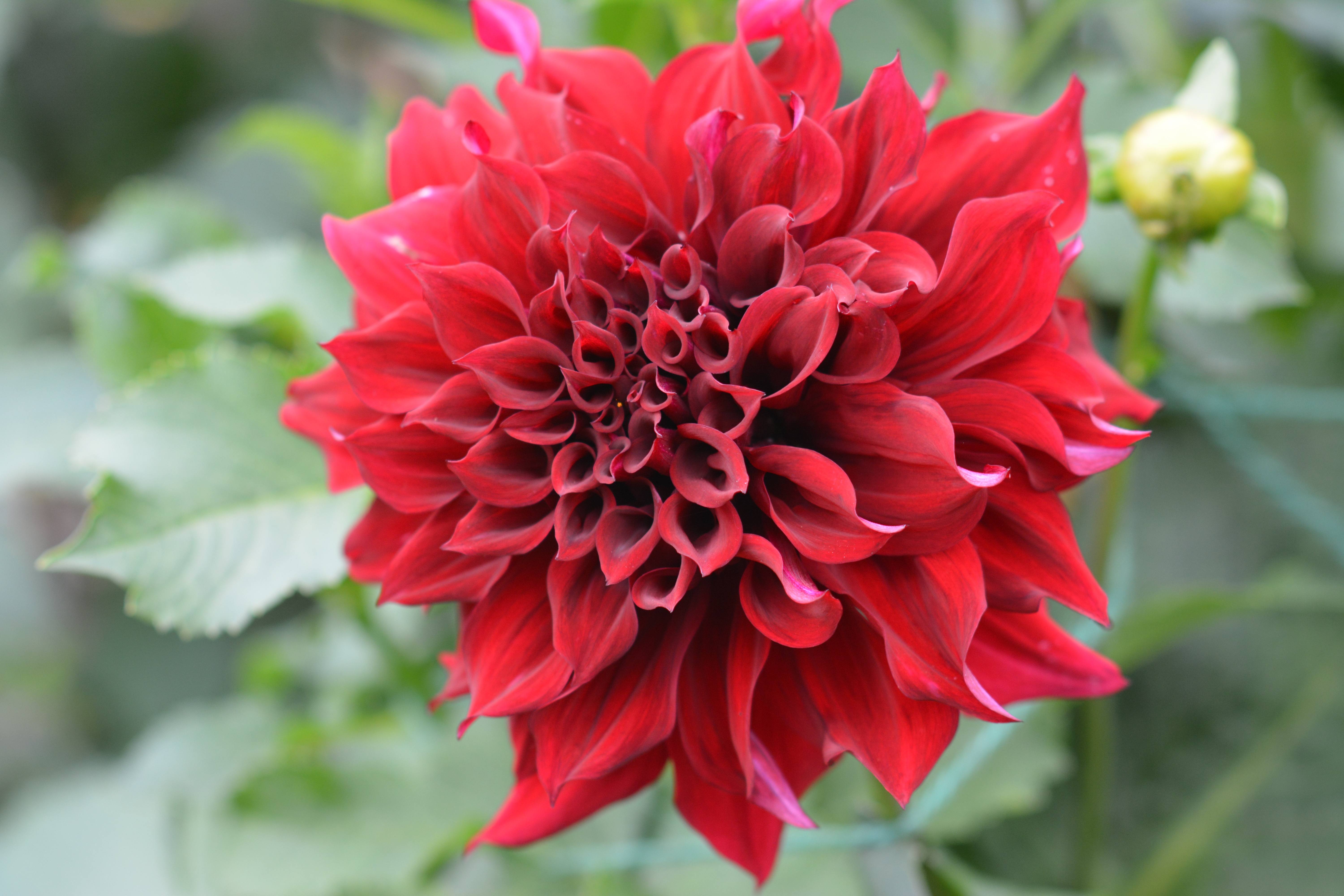 NATURAL BEAUTY – Red Deerians can expect to see many beautiful decorative dahlias such as this one at the upcoming Dahlia and Gladiolus show this weekend.