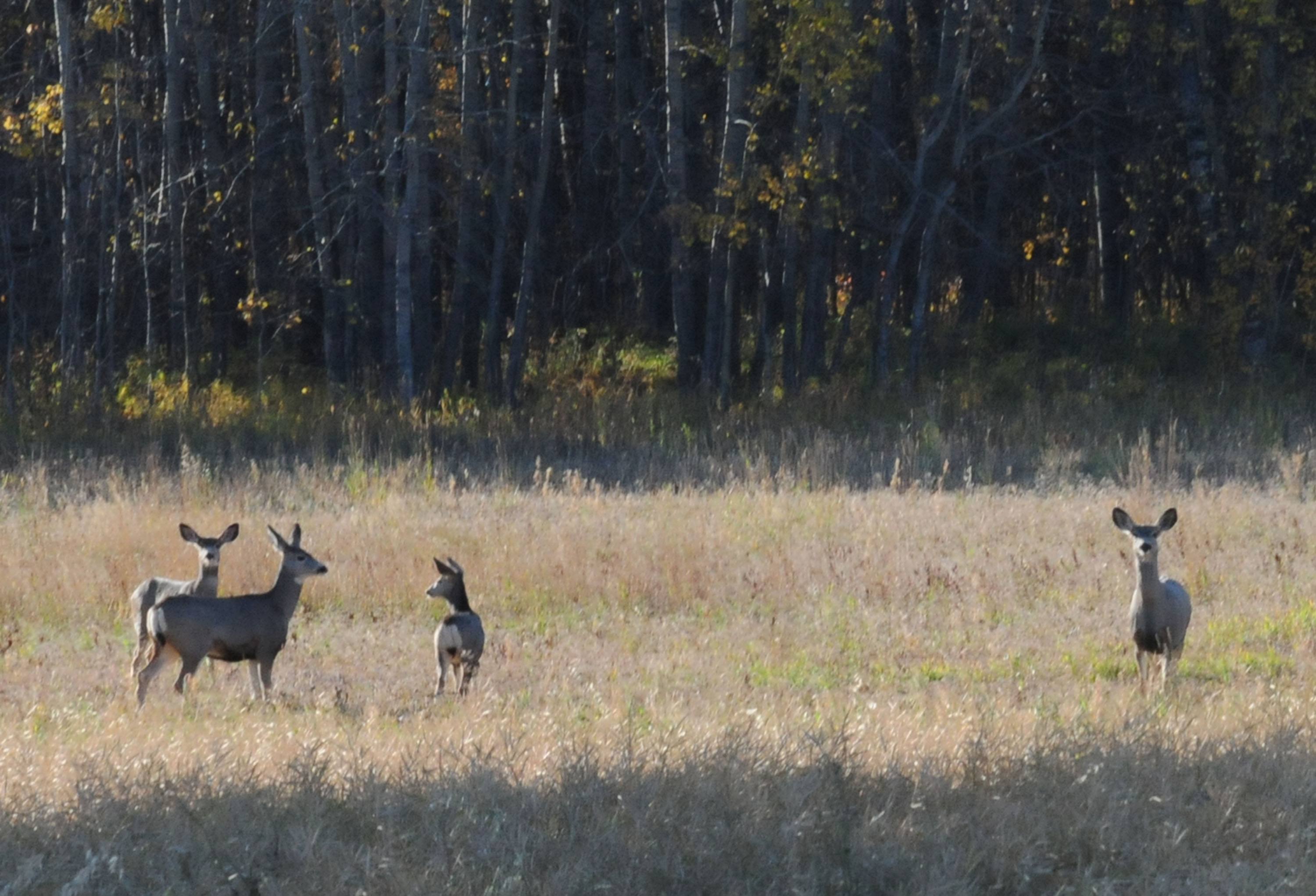 GRAZING- A few deer graze in a field just west of Red Deer recently as they get ready for the coming winter months.