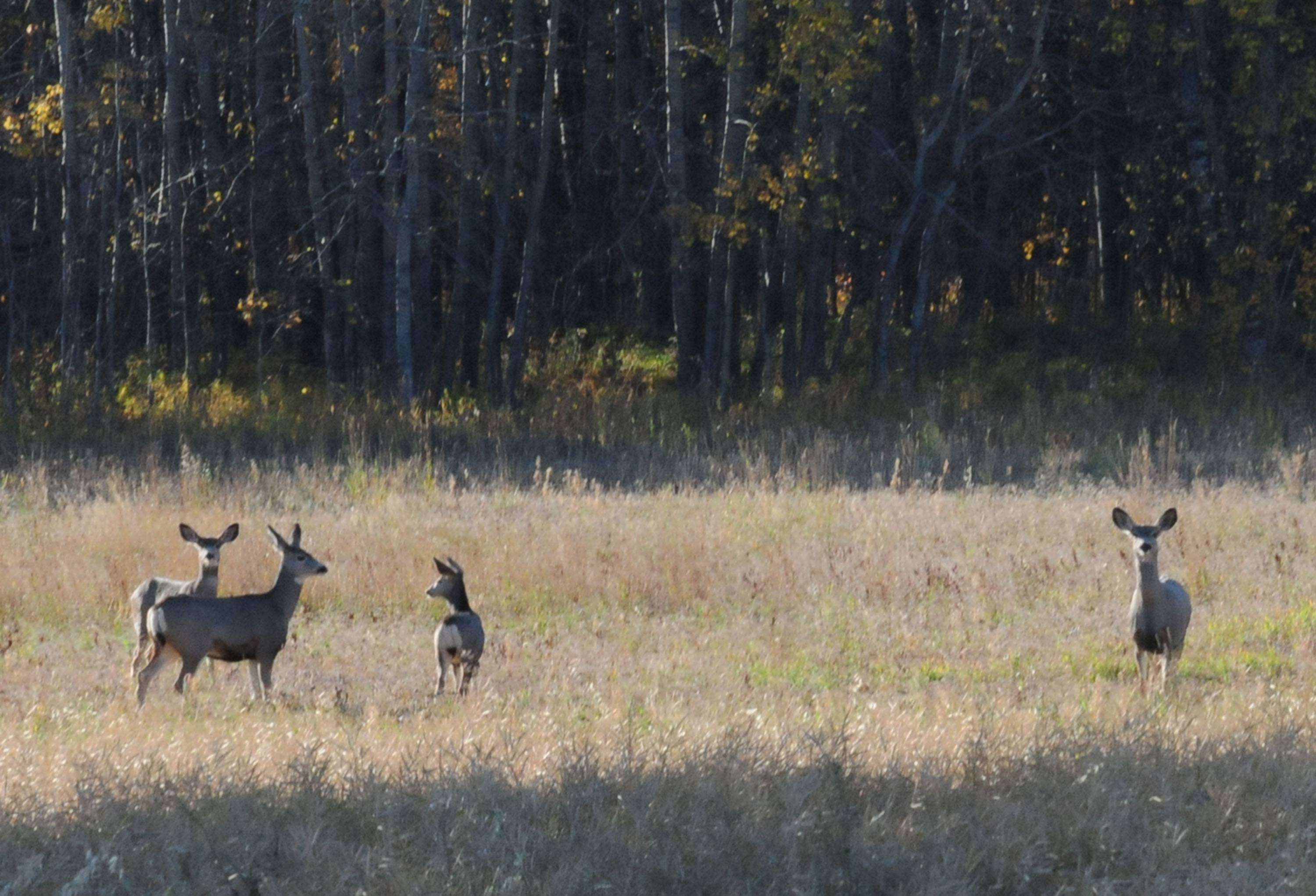 GRAZING- A few deer graze in a field just west of Red Deer recently as they get ready for the coming winter months.
