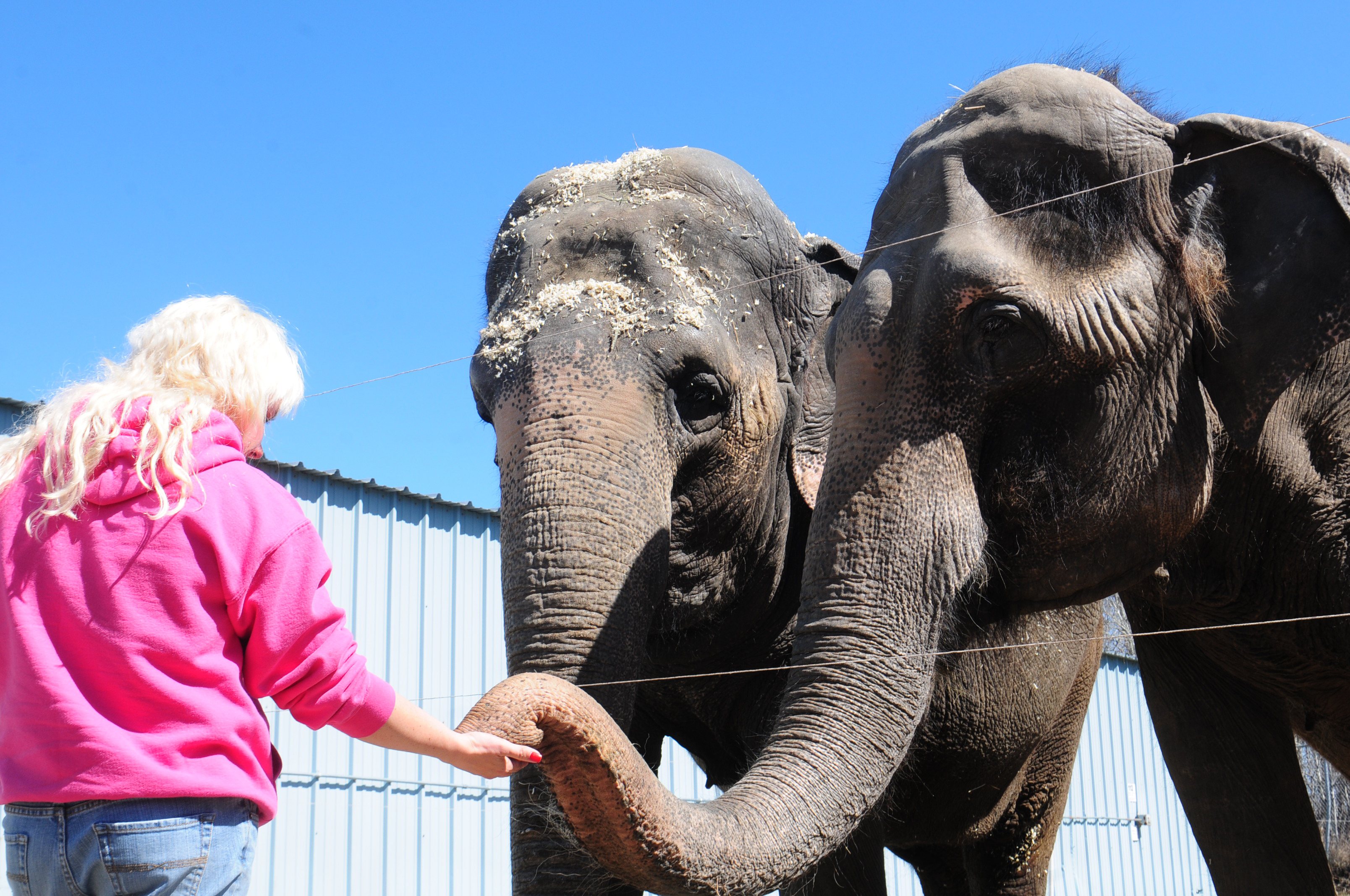 SNACK TIME- Tabatha Delmoral gives 40-year-old elephant Shell a carrot as Marie awaits her turn after arriving at the Westerner for Tuesday night’s Royal Canadian Circus performance.