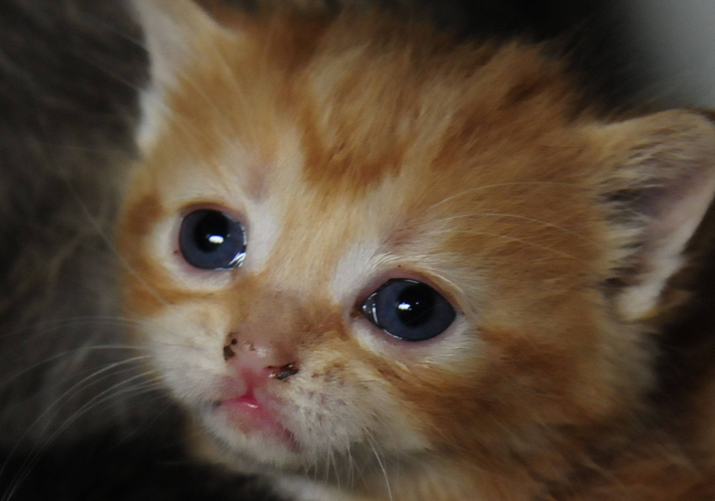 The Medicine River Wildlife Centre is helping abandoned cats.