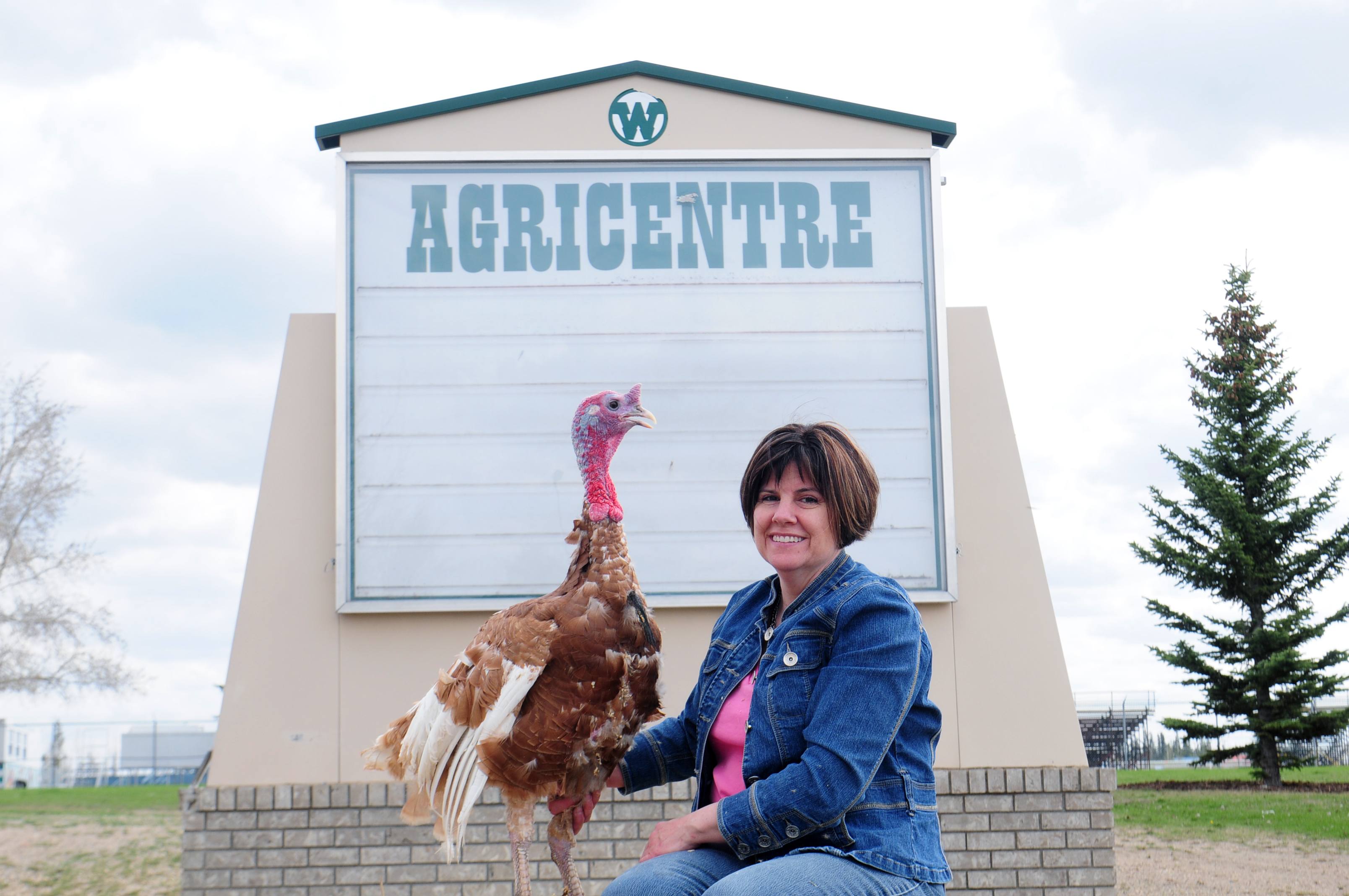 BEAUTY- Liz Munro sits with a Red Bourbon Heritage Breed Turkey