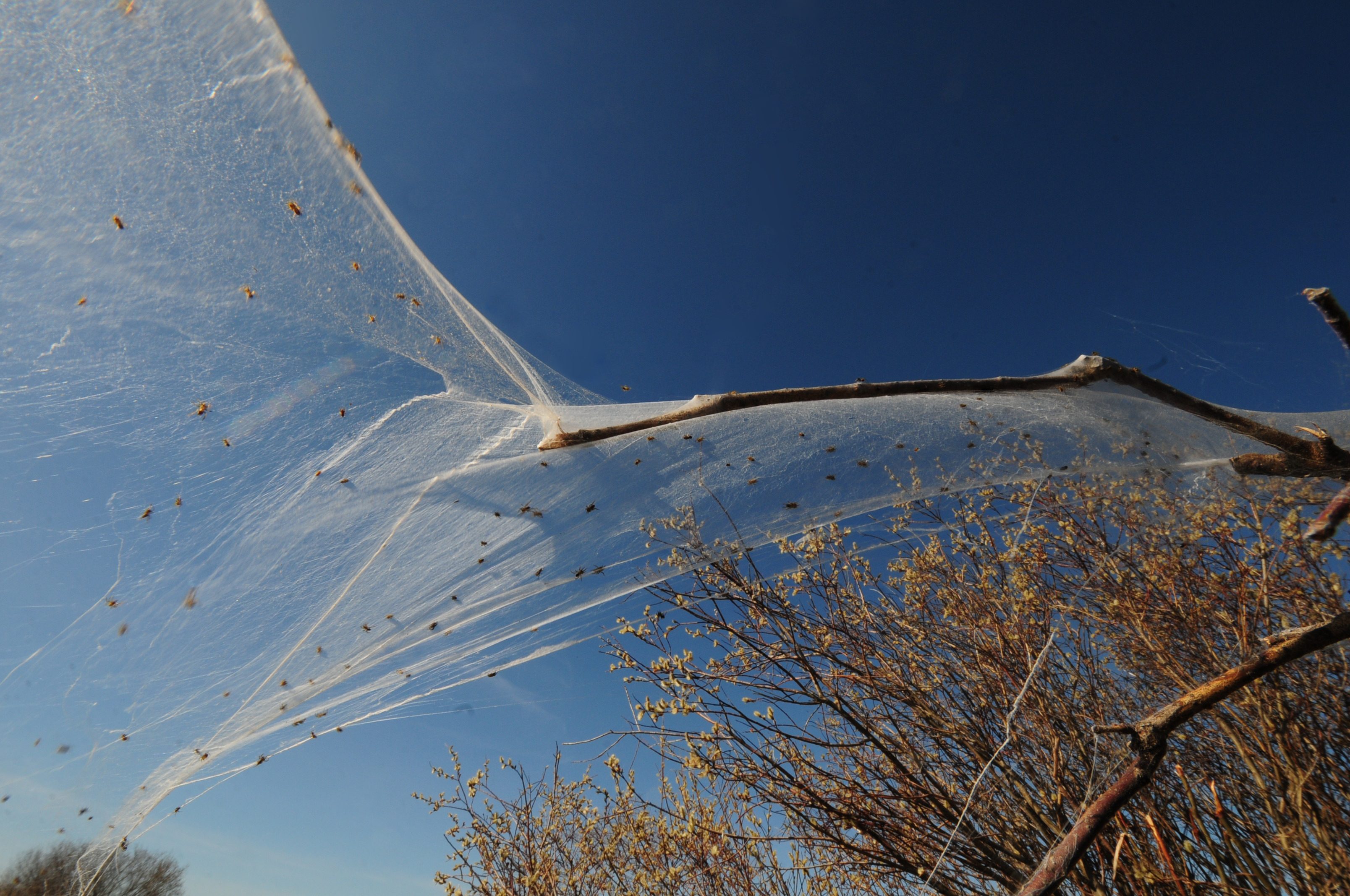 FLOATING- Spiders cling to a giant web floating in the breeze along a Red Deer County road where hundreds of other spiders created webs similar.