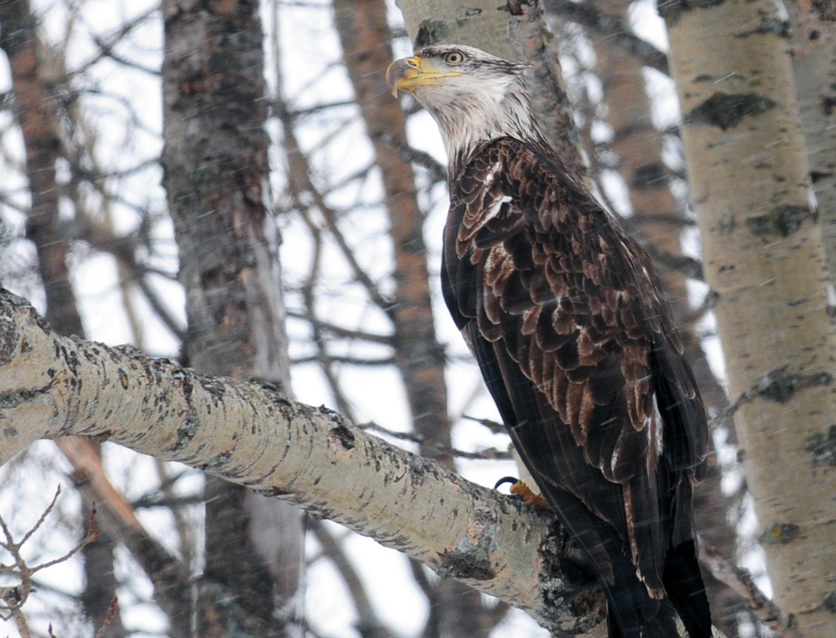 WAITING- A young eagle sits perched in a tree waiting to catch breakfast during a cold winter morning just west of Red Deer.