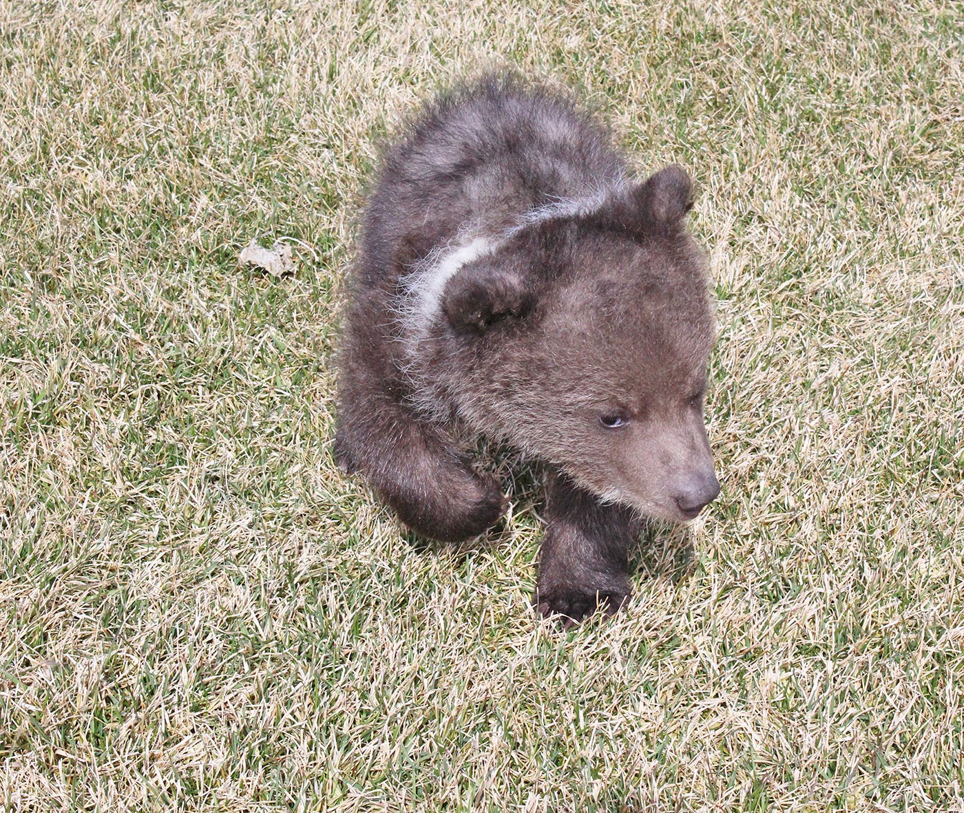 NEWEST ADDITION - Three month old Berkley is the newest addition to Discovery Wildlife Park in Innisfail.