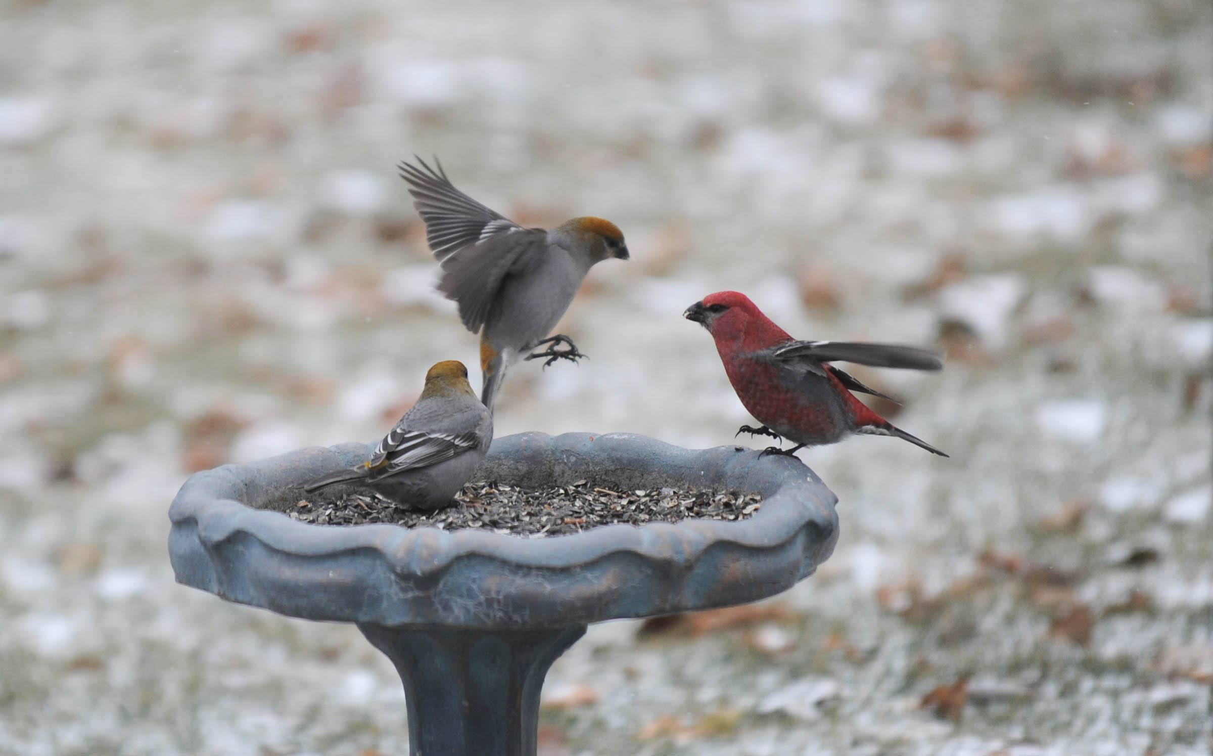 MUNCHING AWAY- Three Pine Grosbeak's brave the winter snow to feast at a feeder recently in the Red Deer County area.