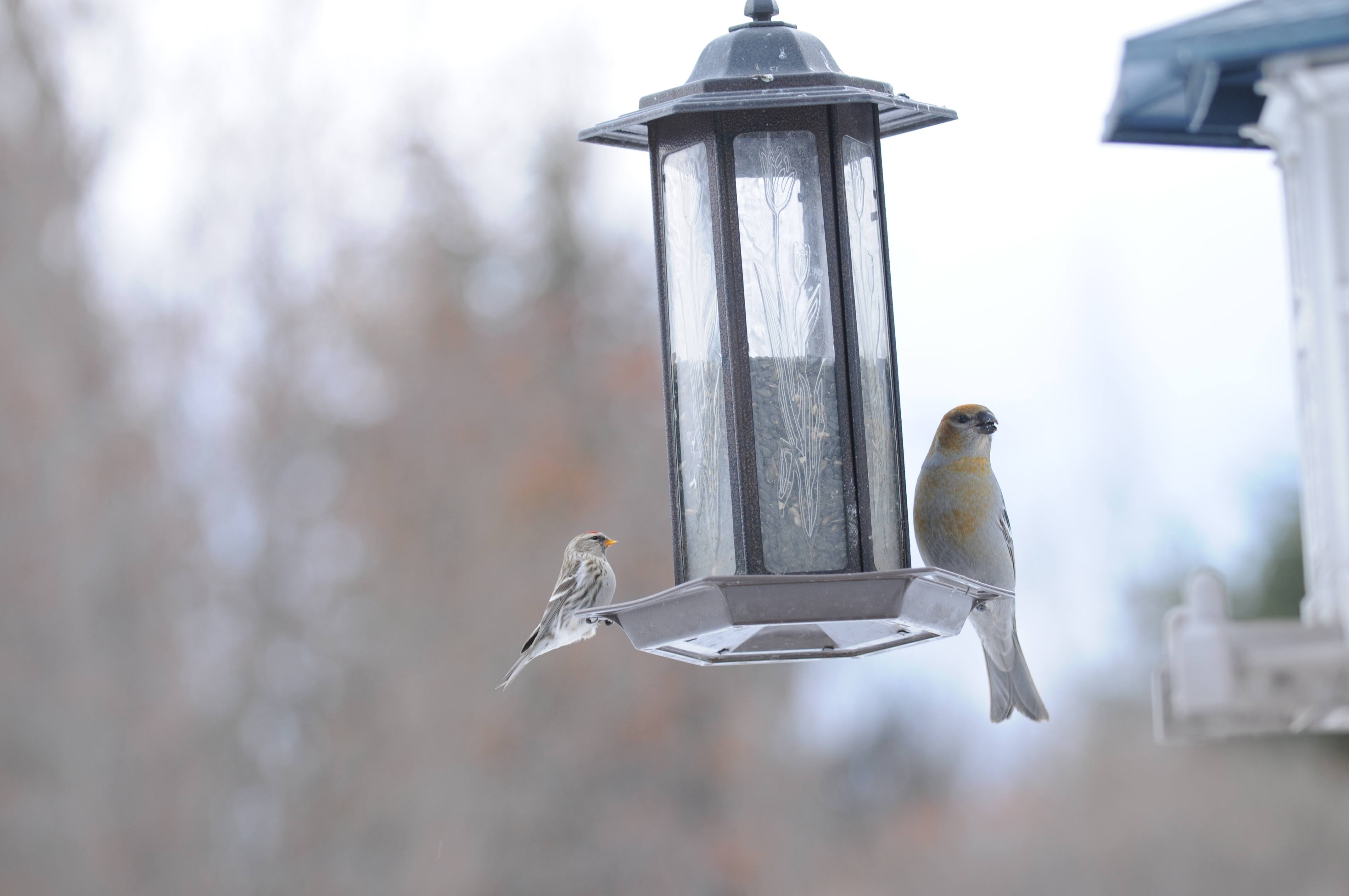 AT THE FEEDER- A Red Pole