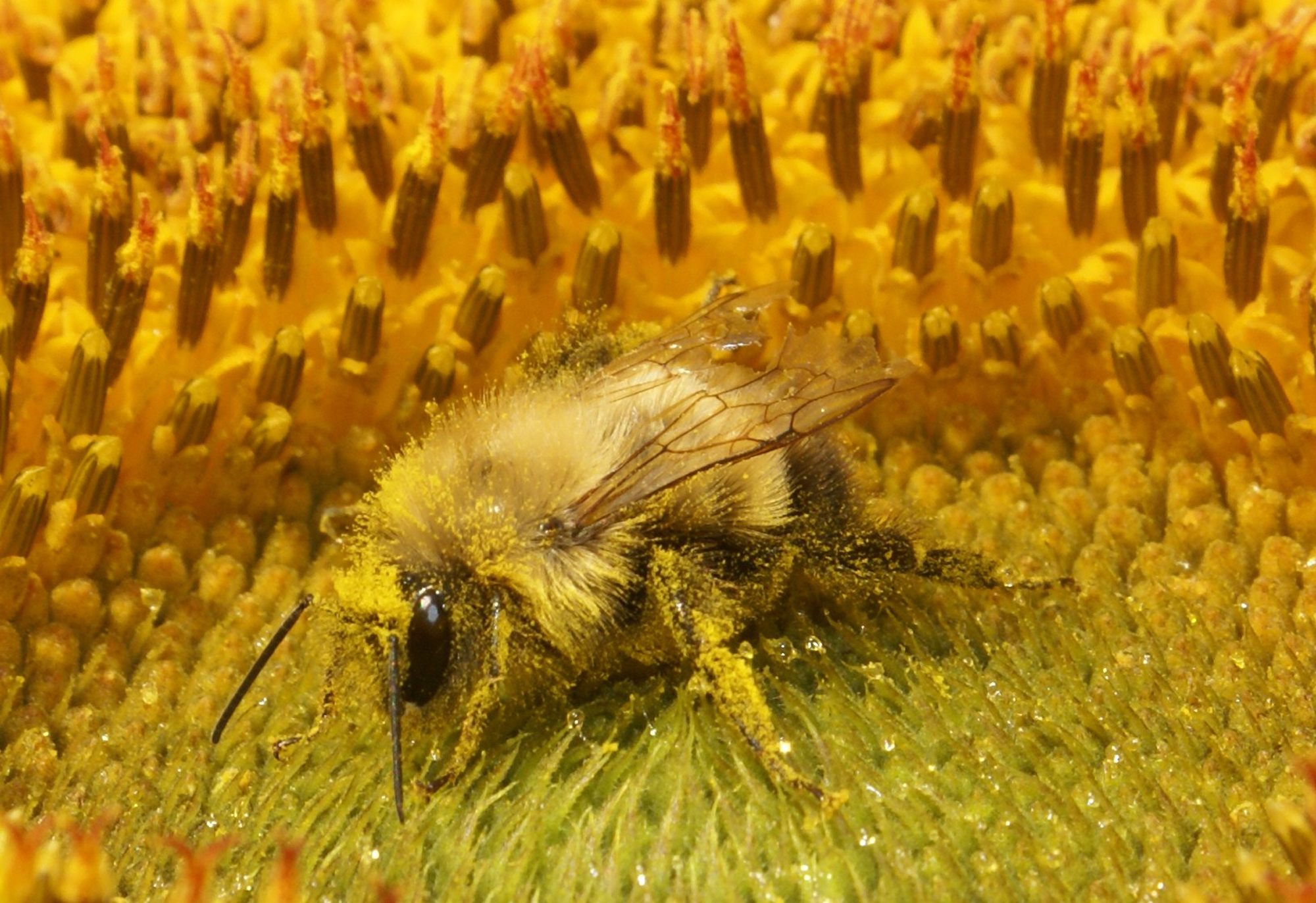 HIDDEN- A bumble bee takes a rest on a sunflower as it warms up in the early morning sunlight.