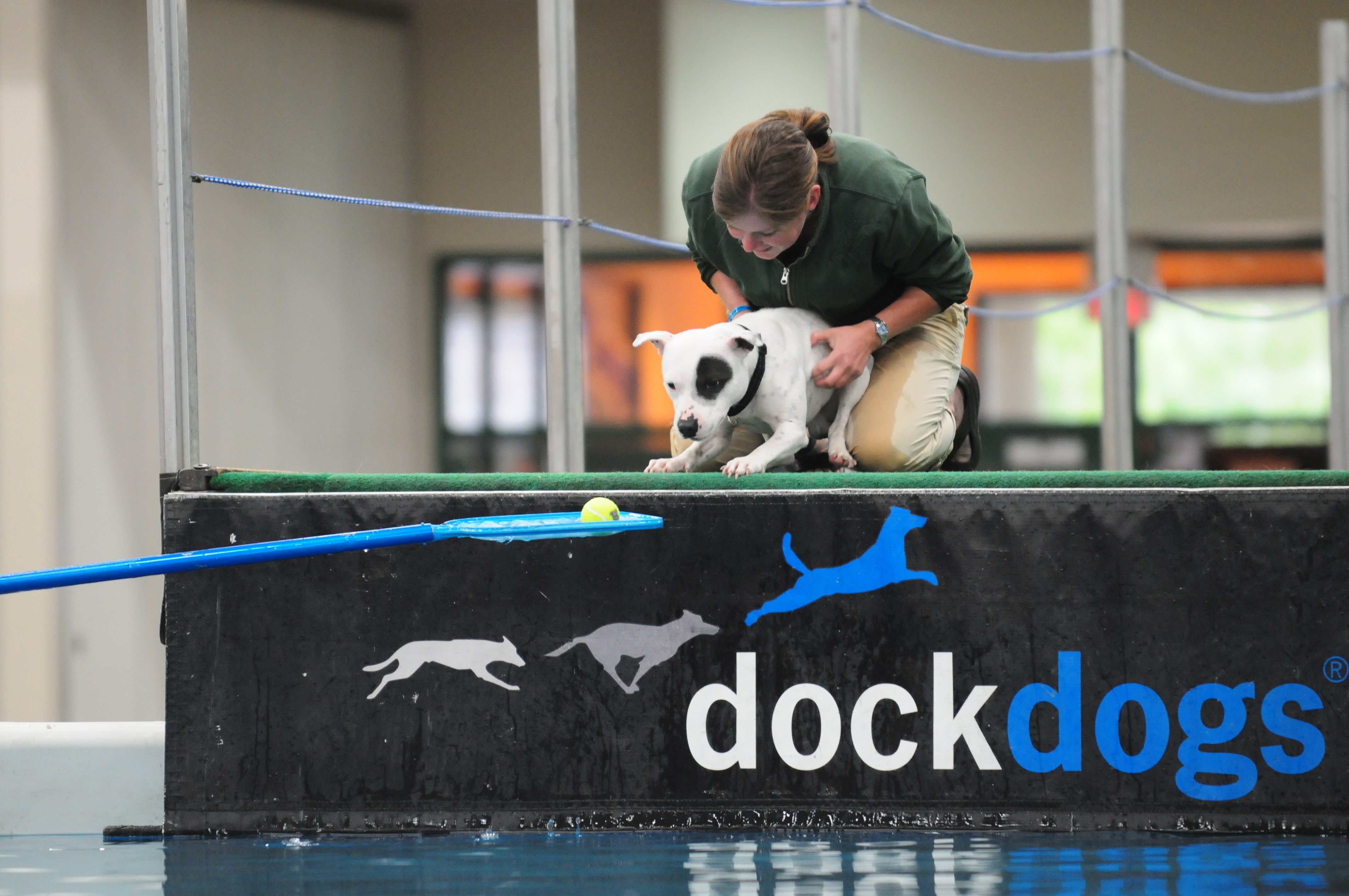 NO THANKS- Two trainers with Dock Dogs try to get a puppy to jump in a pool after a ball during a training exercise during Westerner Days. Despite many attempts the puppy remained dry.