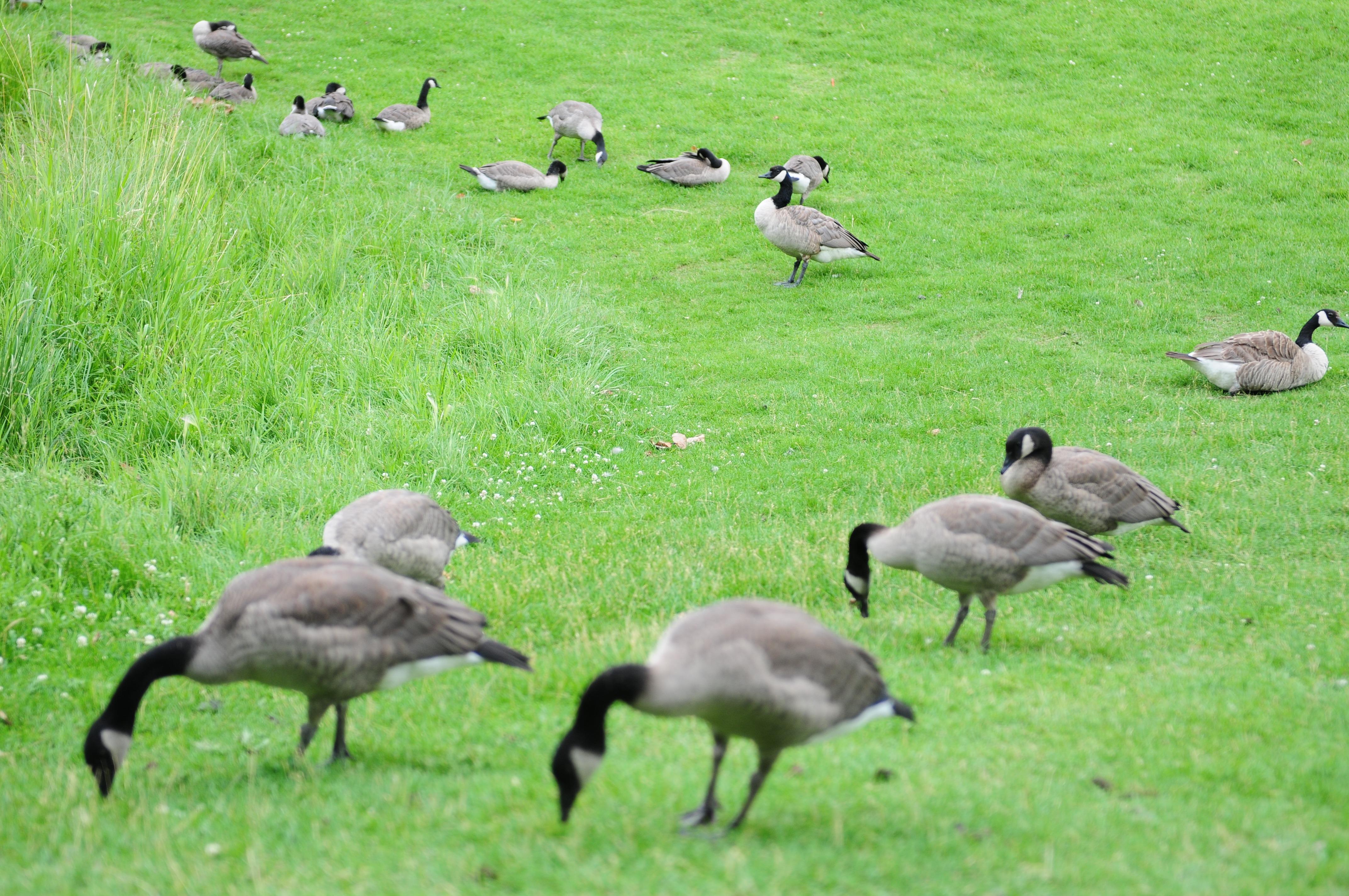 WHOLE FLOCK- Canadian gees have made Bower Ponds their stompping grounds this summer. Red Deerians are asked not to feed them so they eventually fly away come winter.