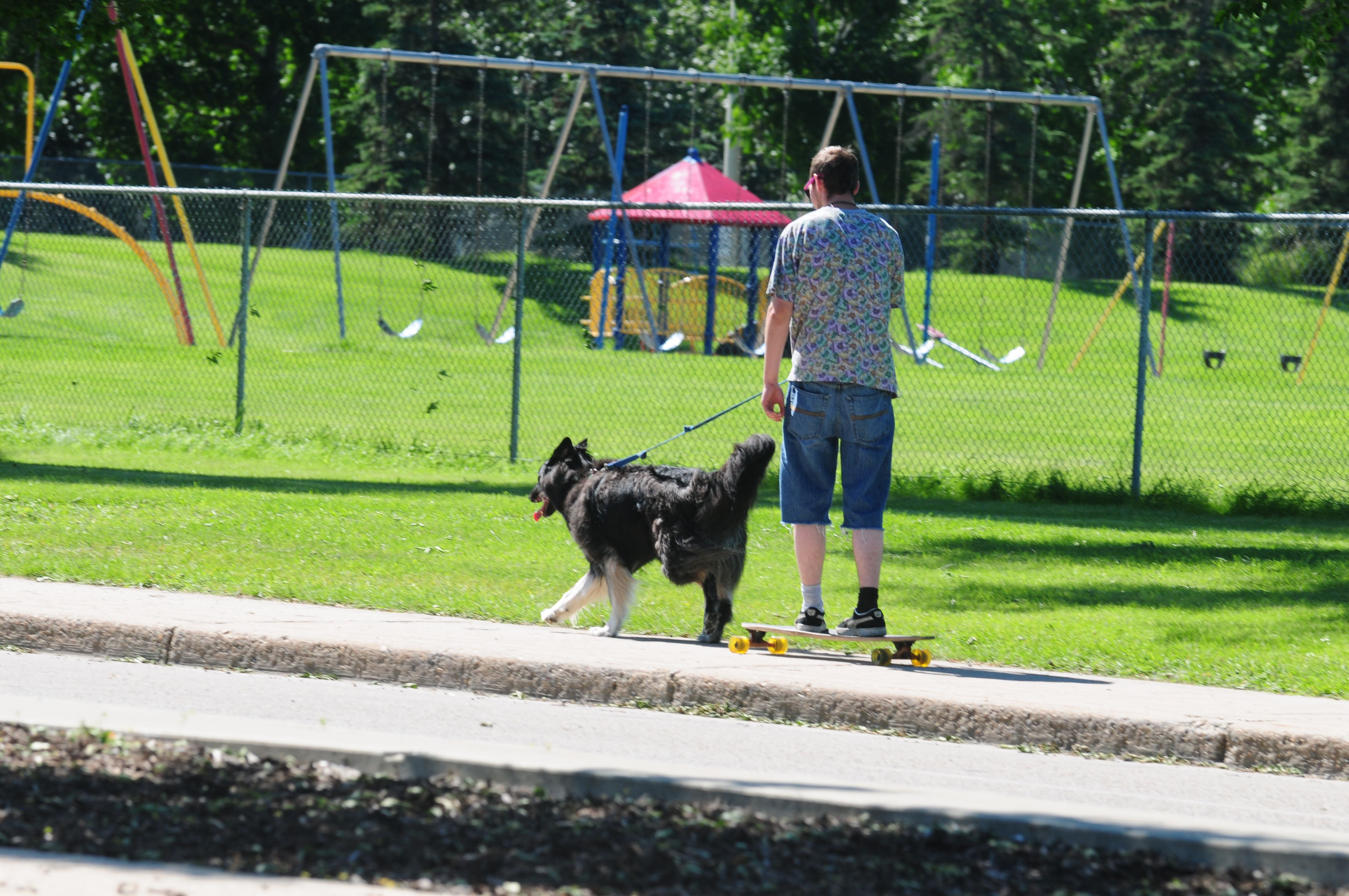 MUSH- A man is pulled on a skateboard by his trusty friend along a Red Deer sidewalk recently.