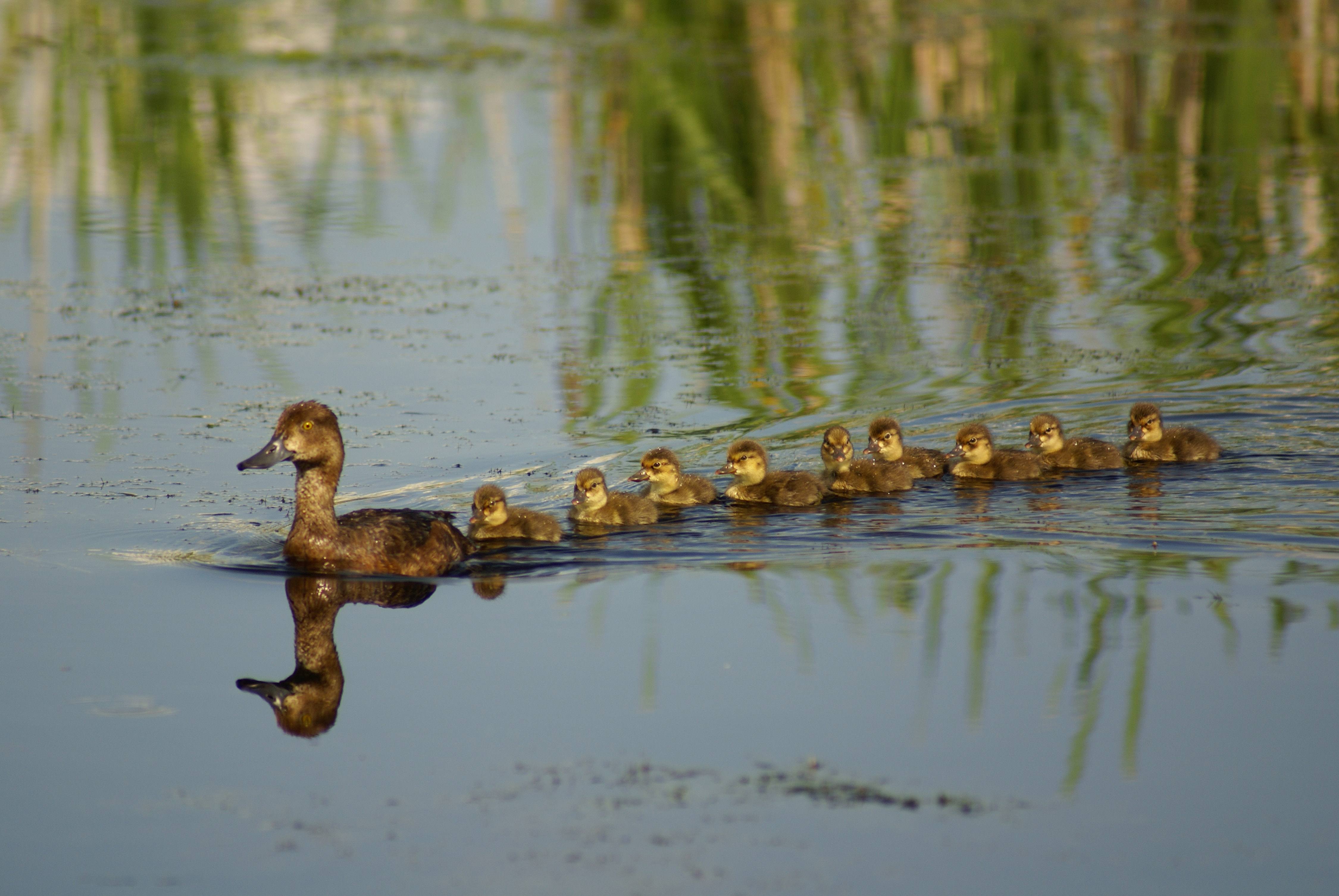 SWIMMING PROUD- A mother duck shows off her nine little ducklings all in a row as they learn how to swim.