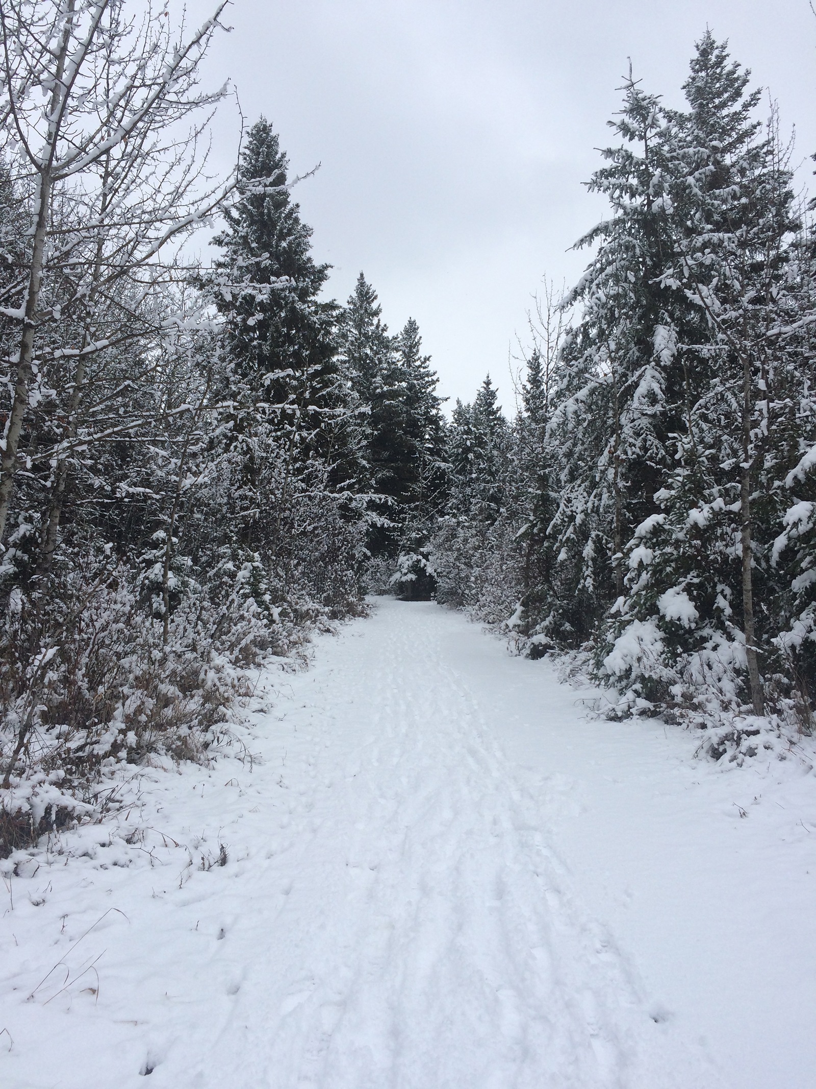 WINTER’S COMING - Parks around the City - like the bird sanctuary - are still scenic places to take a stroll in spite of the snowy walks.