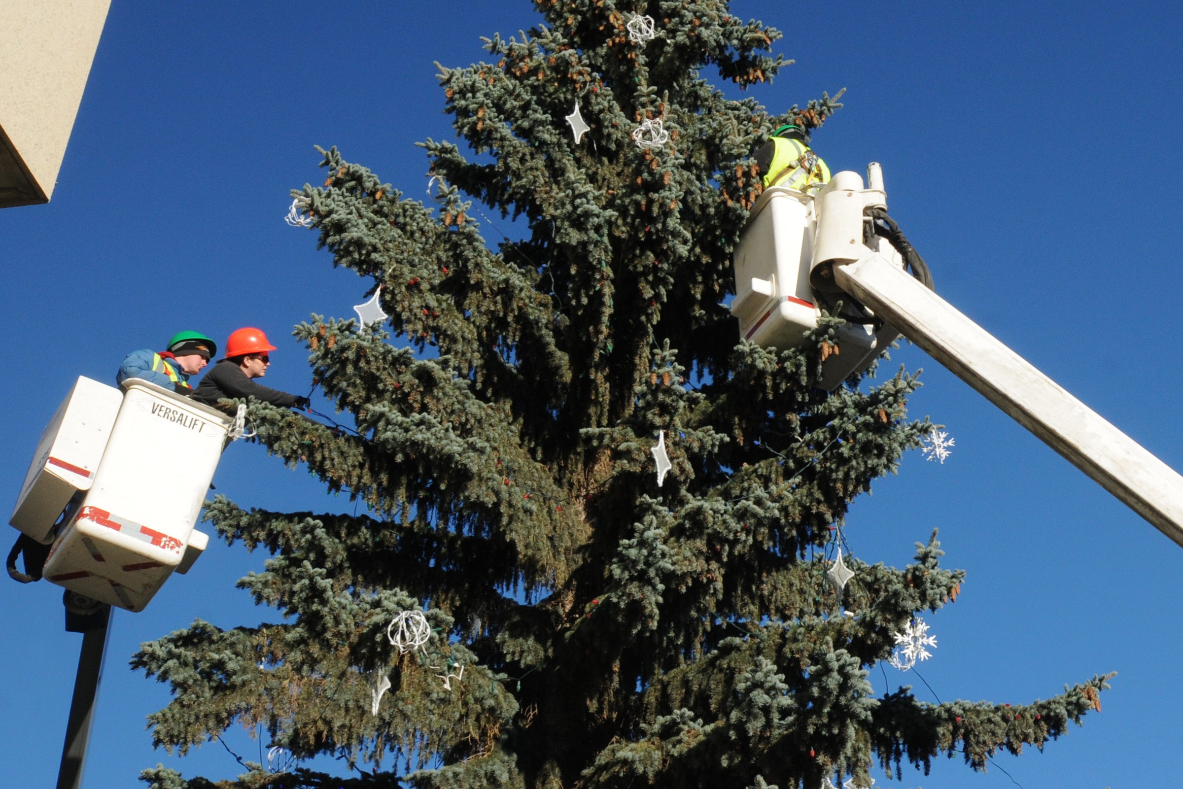 GIANT-With Christmas just around the corner workers began decorating the giant Christmas tree outside of City Hall this past week.