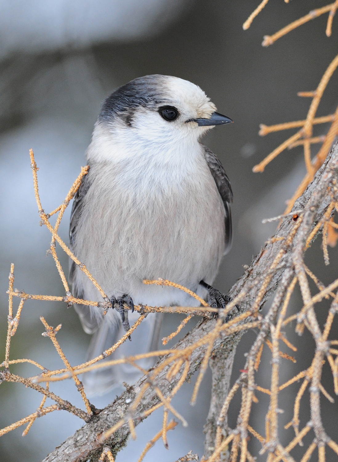 REGAL - This Gray Jay birdie was photographed by Myrna Pearman