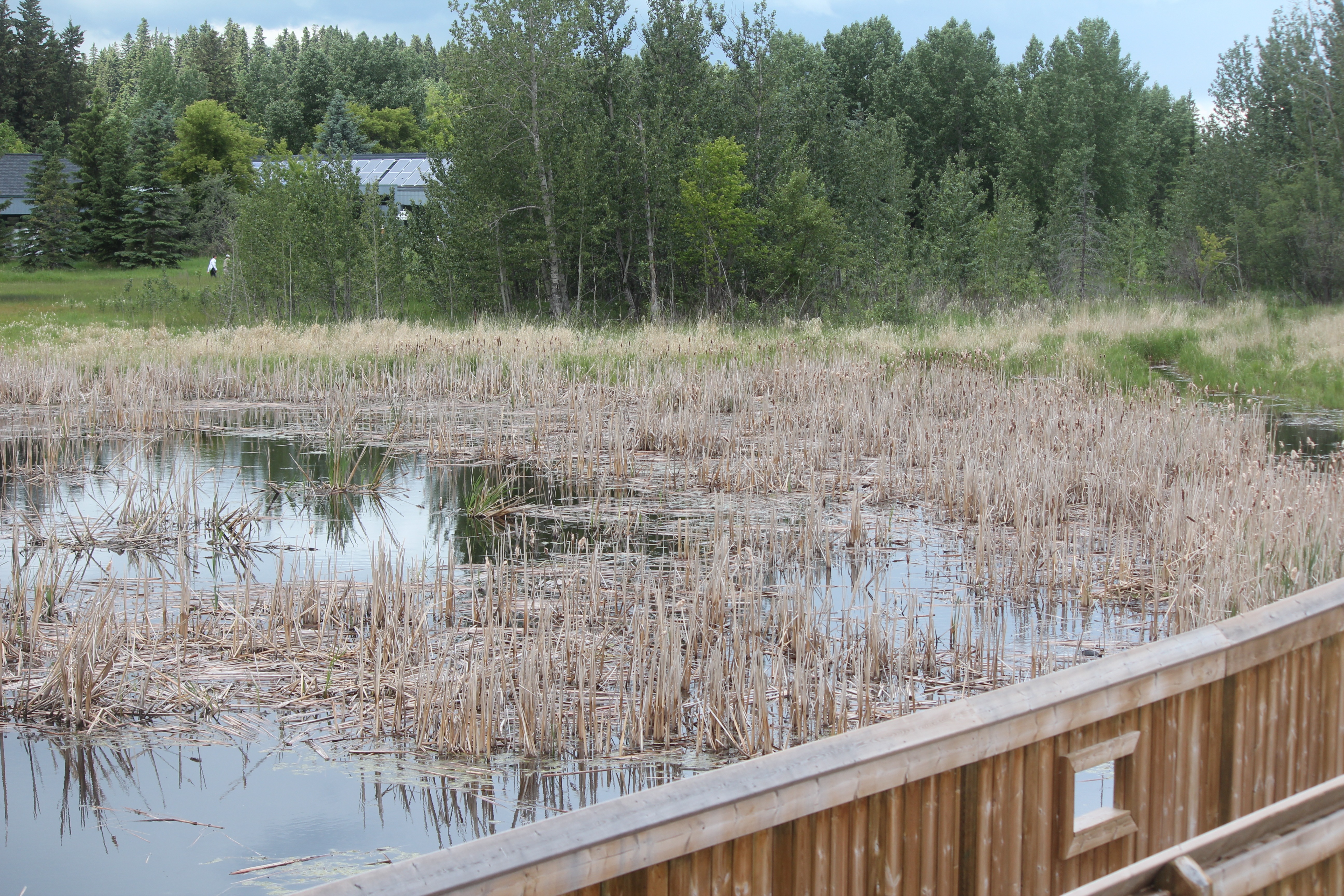 PEACEFUL POND- A pretty view from the heart of the Kerry Wood Nature Centre Sanctuary.