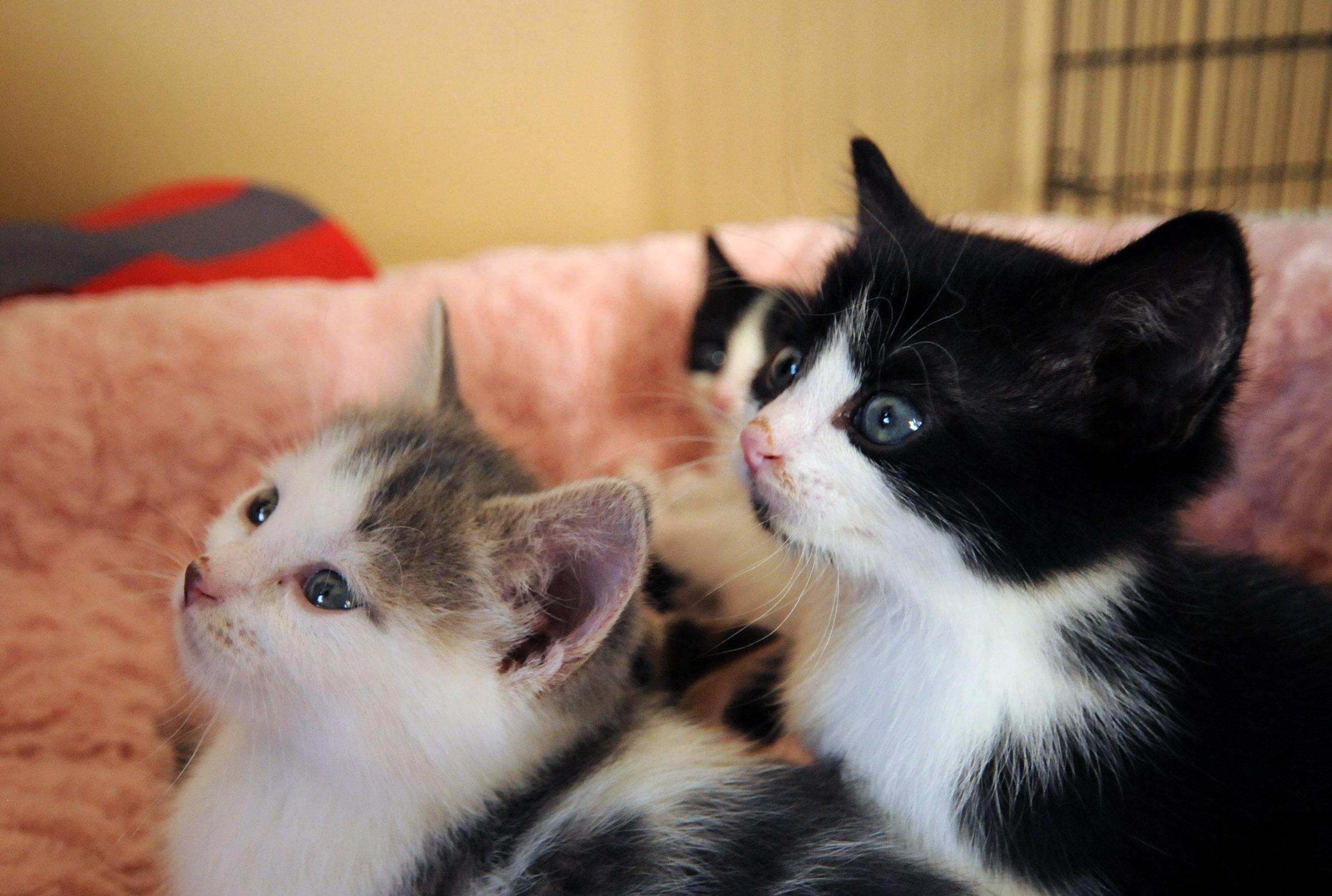 CATS DAY- In connection with National Cat Day Whisker Rescue is celebrating cats for their unconditional love and companionship and will be at the Red Deer Pet Smart Friday from 12 p.m. till 4 p.m. Since June 2008 Whisker Rescue has placed more than 627 cats with families and their goal is to adopt out as many cats as they can on this special day.