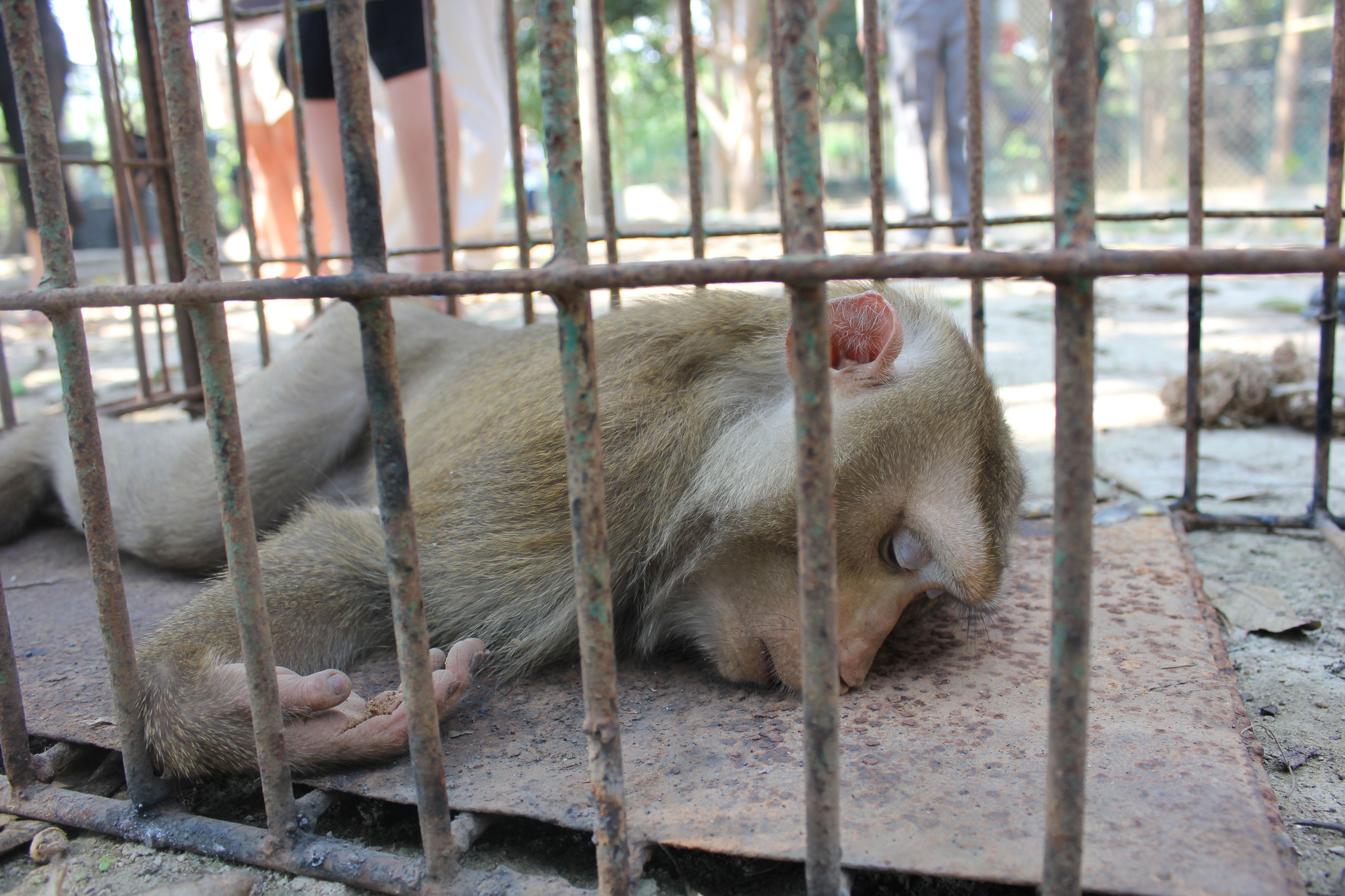 HELPLESS- Pictured here is an injured macaque at the Wildlife Friends Foundation Thailand. Red Deerian Kelsey Oster is currently working with the organization.