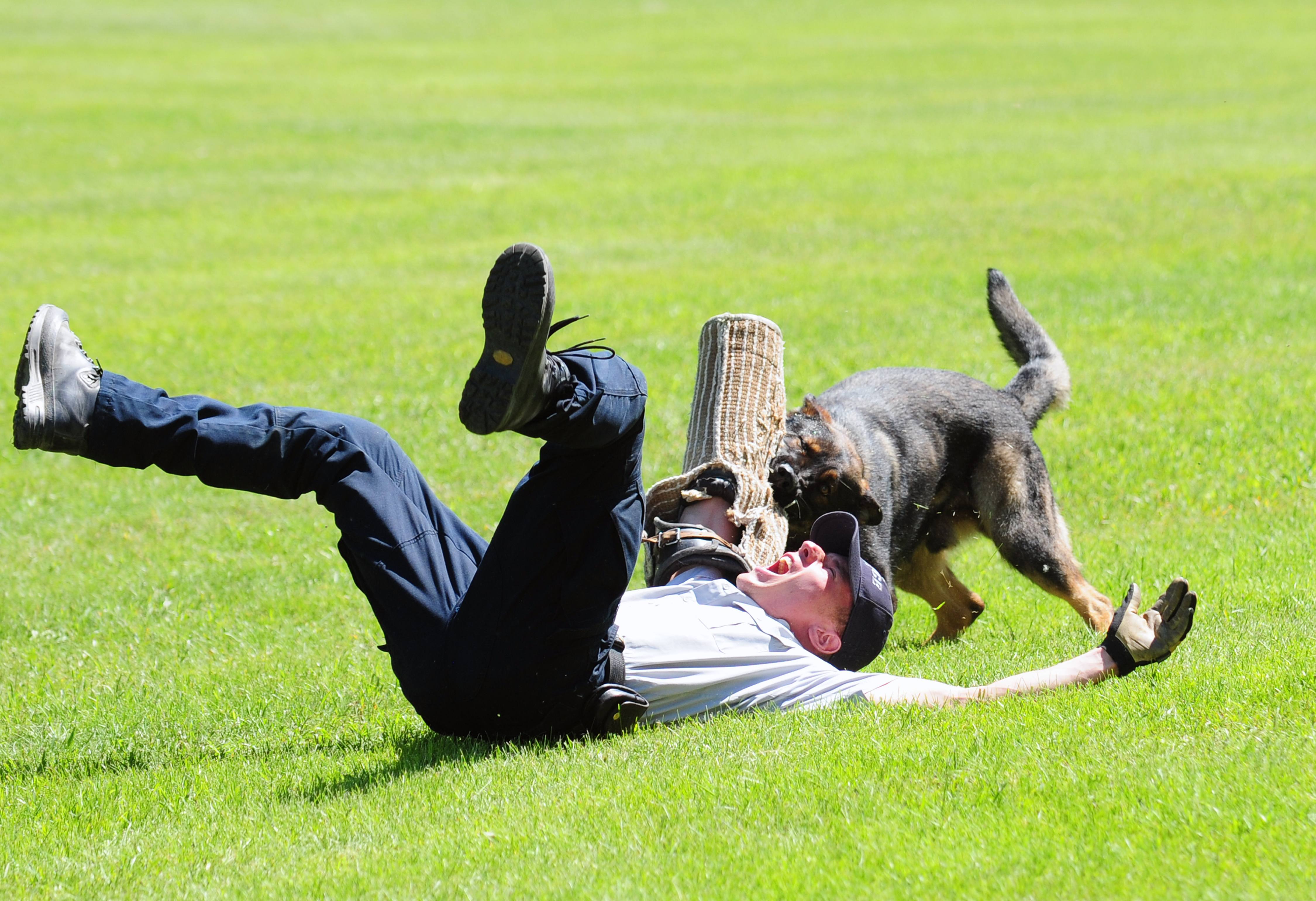 IN TRAINING- The RCMP dogs show off their stuff during a public show at the Innisfail RCMP Dog Training Centre. Demonstrations run Wednesdays at 1 p.m.