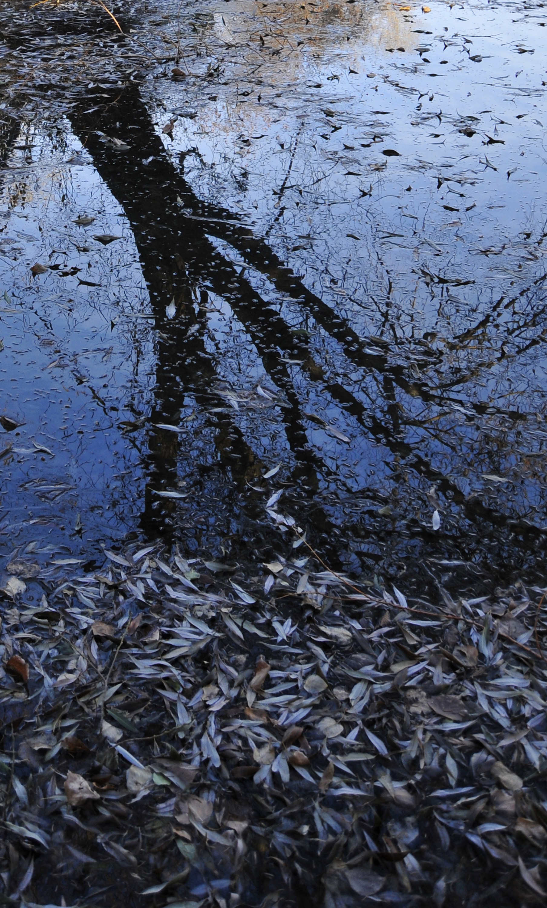 PICTURESQUE- Fallen leaves surround the top of a tree's watery reflection as if they were still attached.