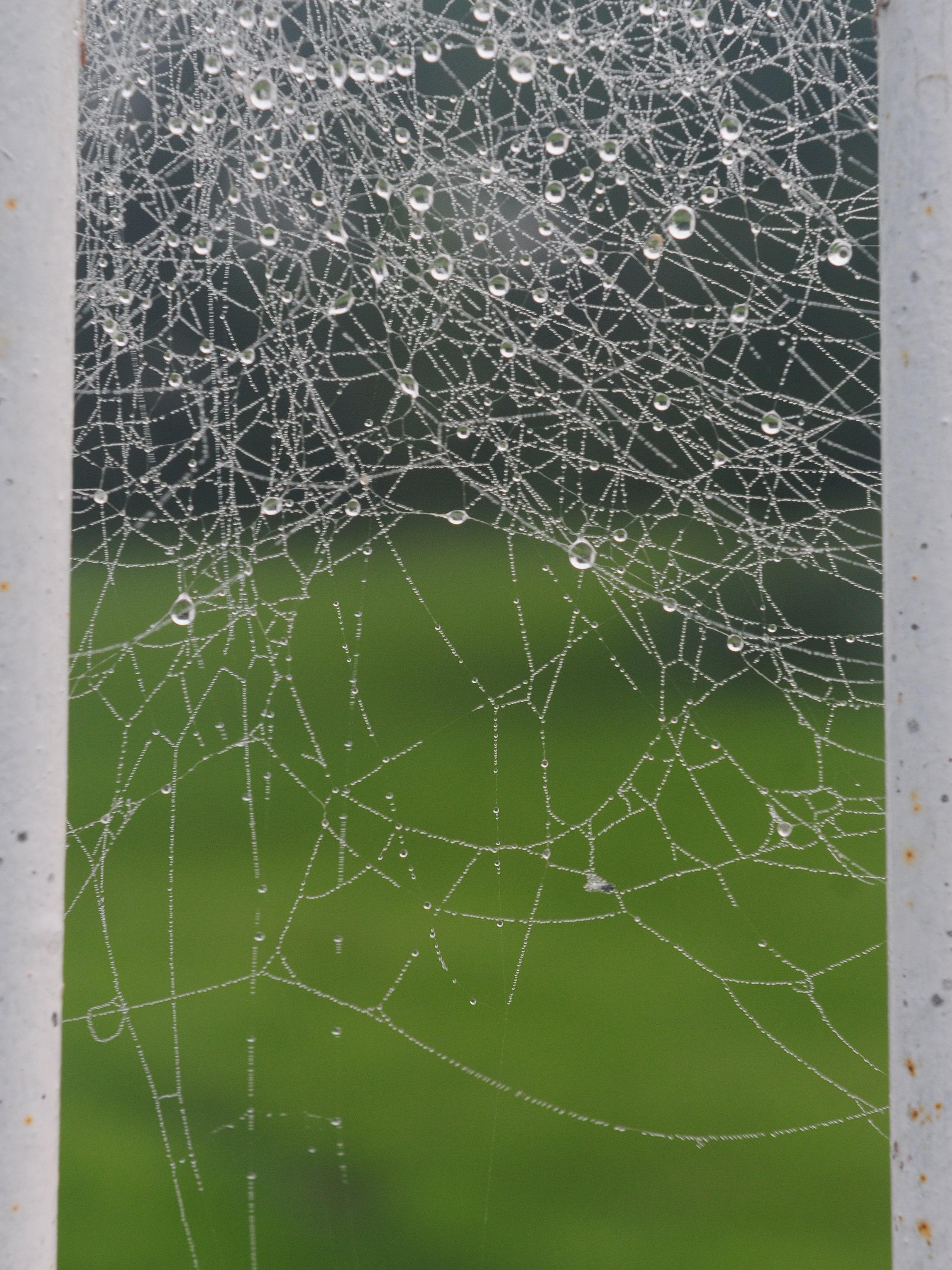 SIMPLE BEAUTY- A spider wed covered in water droplets on a fence in the Red Deer County area.