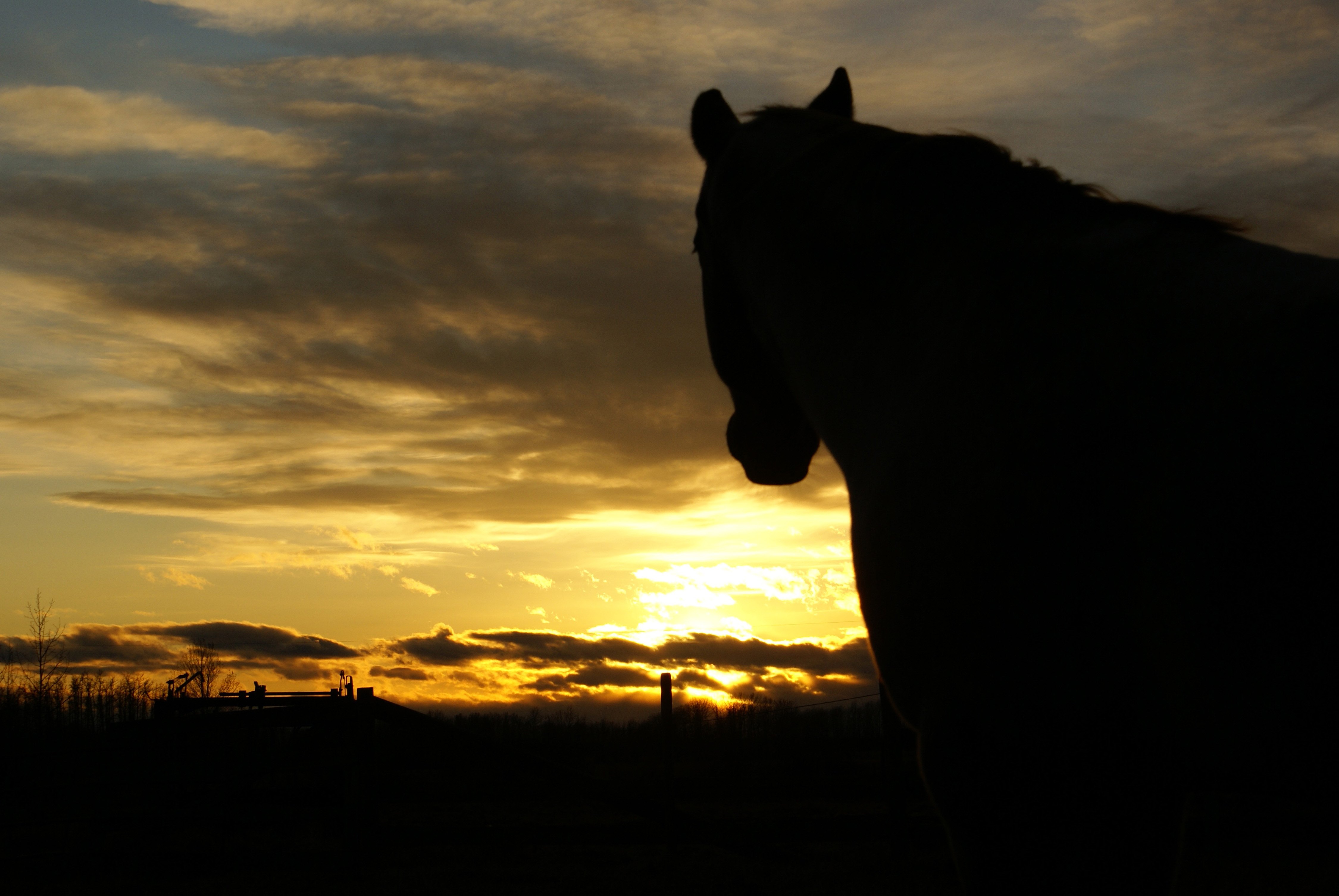 EVENING GLORY- A horse is silhouetted by the beautiful setting sun just west of the City in Red Deer County recently.