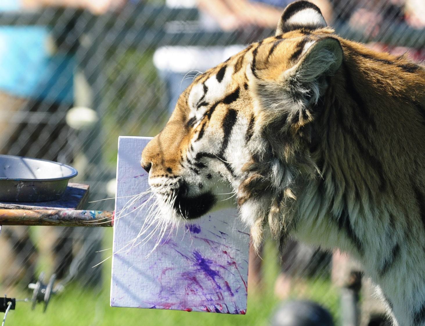 A tiger paints with its head during the tiger show at the Discovery Wildlife Park zoo in Innisfail Thursday morning. The paintings are sold in the gift shop with all proceeds going to provide the tigers with toys