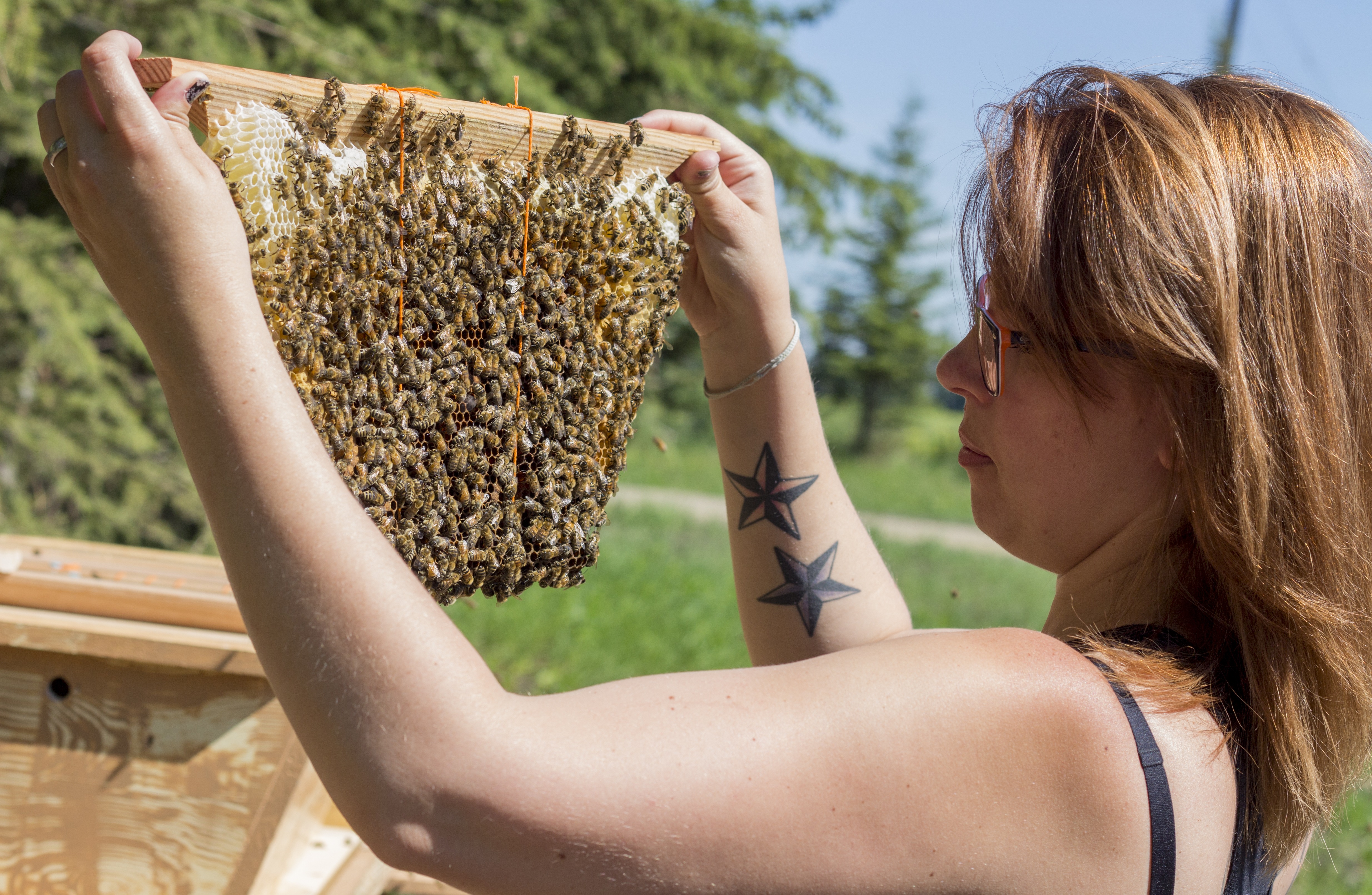 MINDING THE COMB – Beekeeper Carol Van de Weghe checks out the honey on a comb from her hive during a regular inspection.